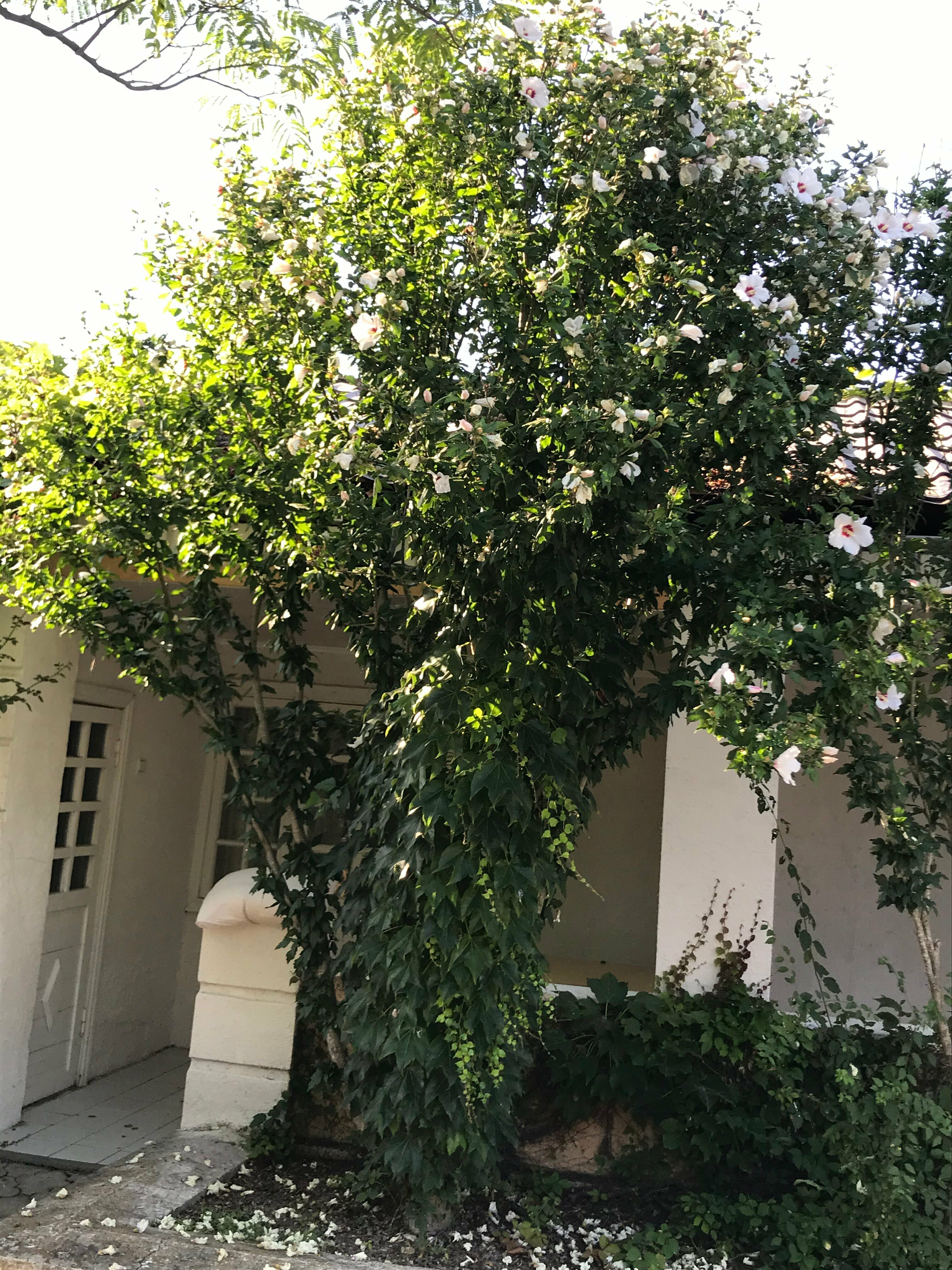 Двухместный номер с 2 отдельными кроватями и террасой