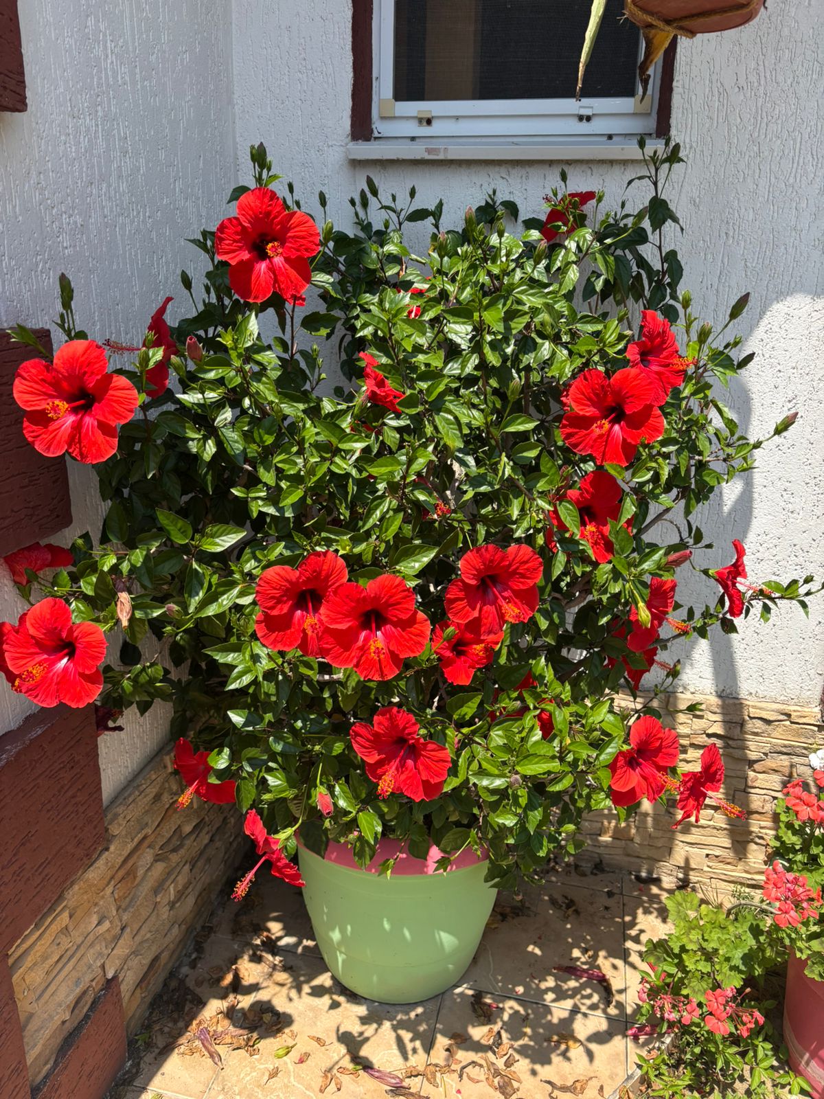 Бюджетный двухместный номер с 2 отдельными кроватями