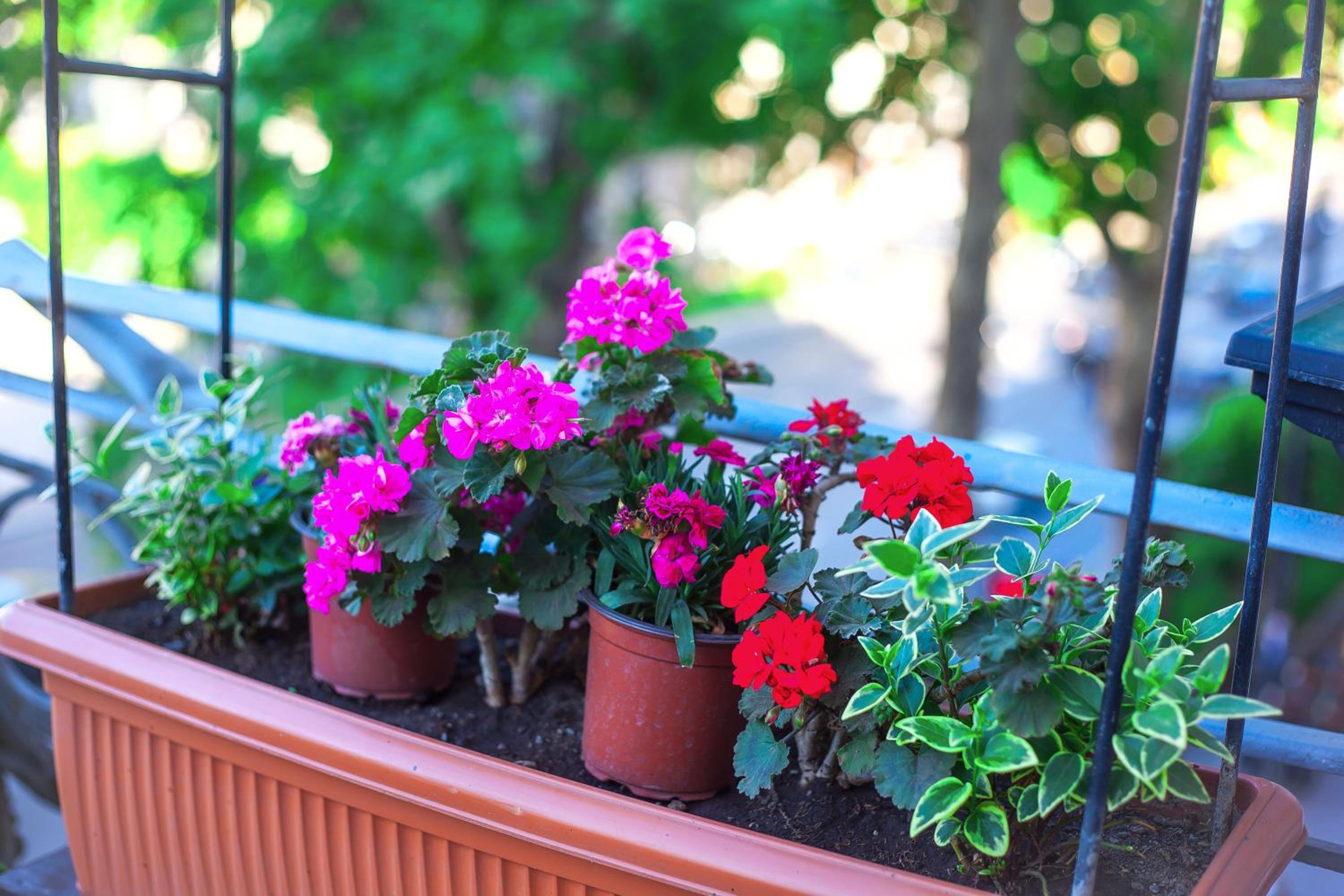 Standard Double Room with Balcony
