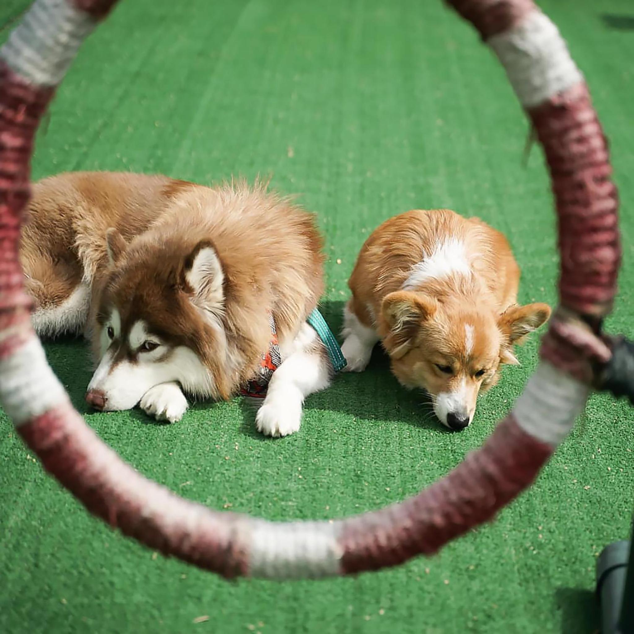 Villa - Pet Friendly 