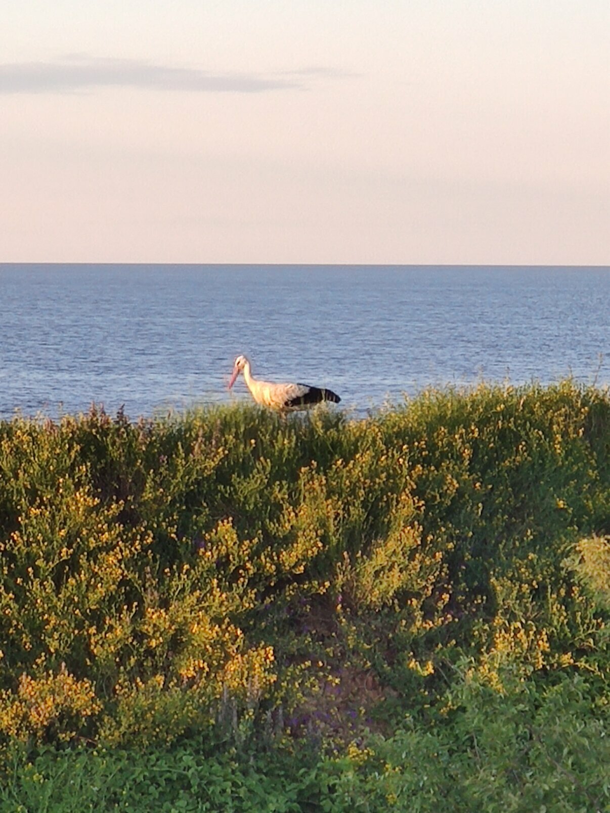 Домик с террасой на озере Ильмень!!!