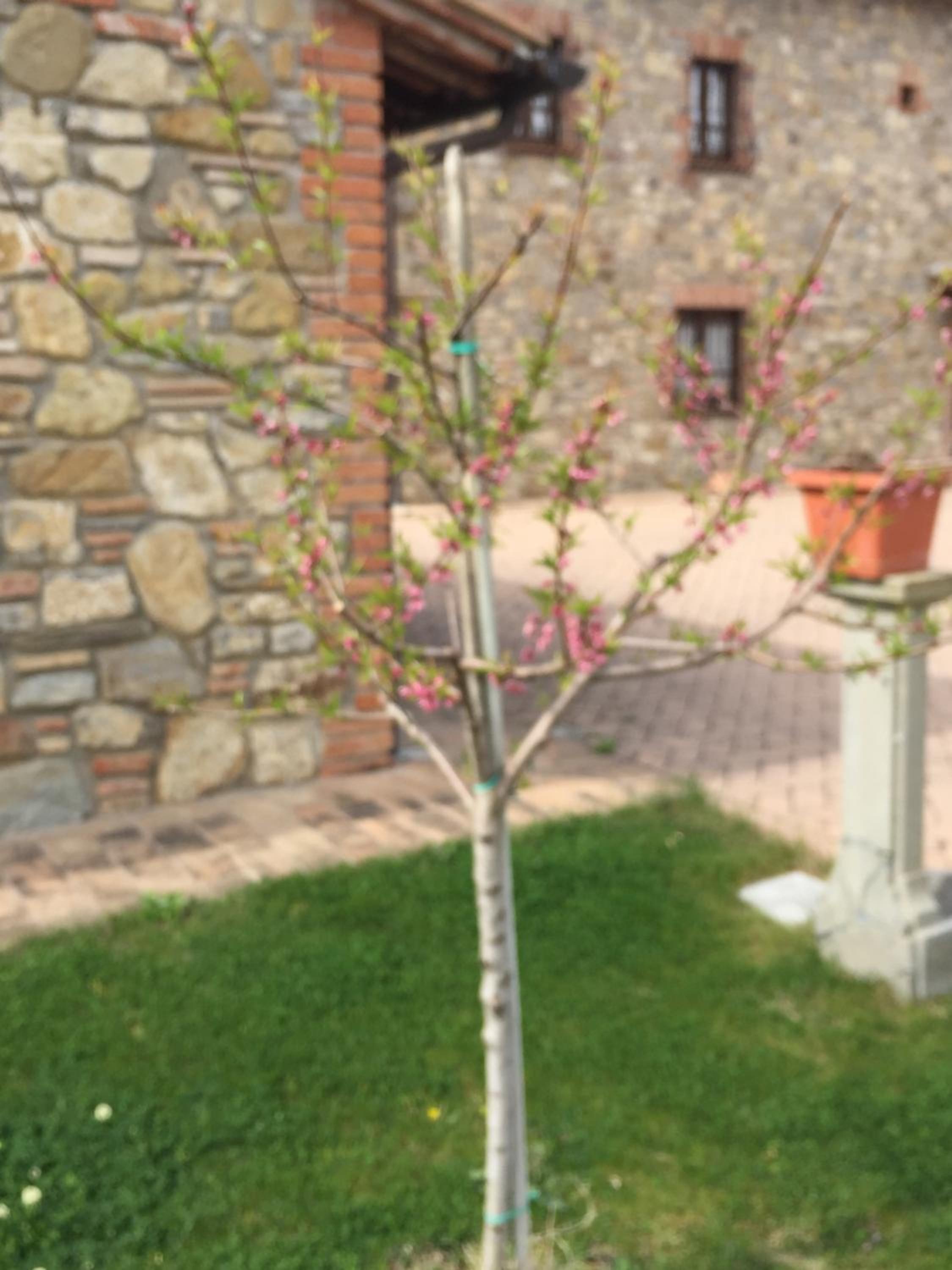 Family Apartment - Split Level