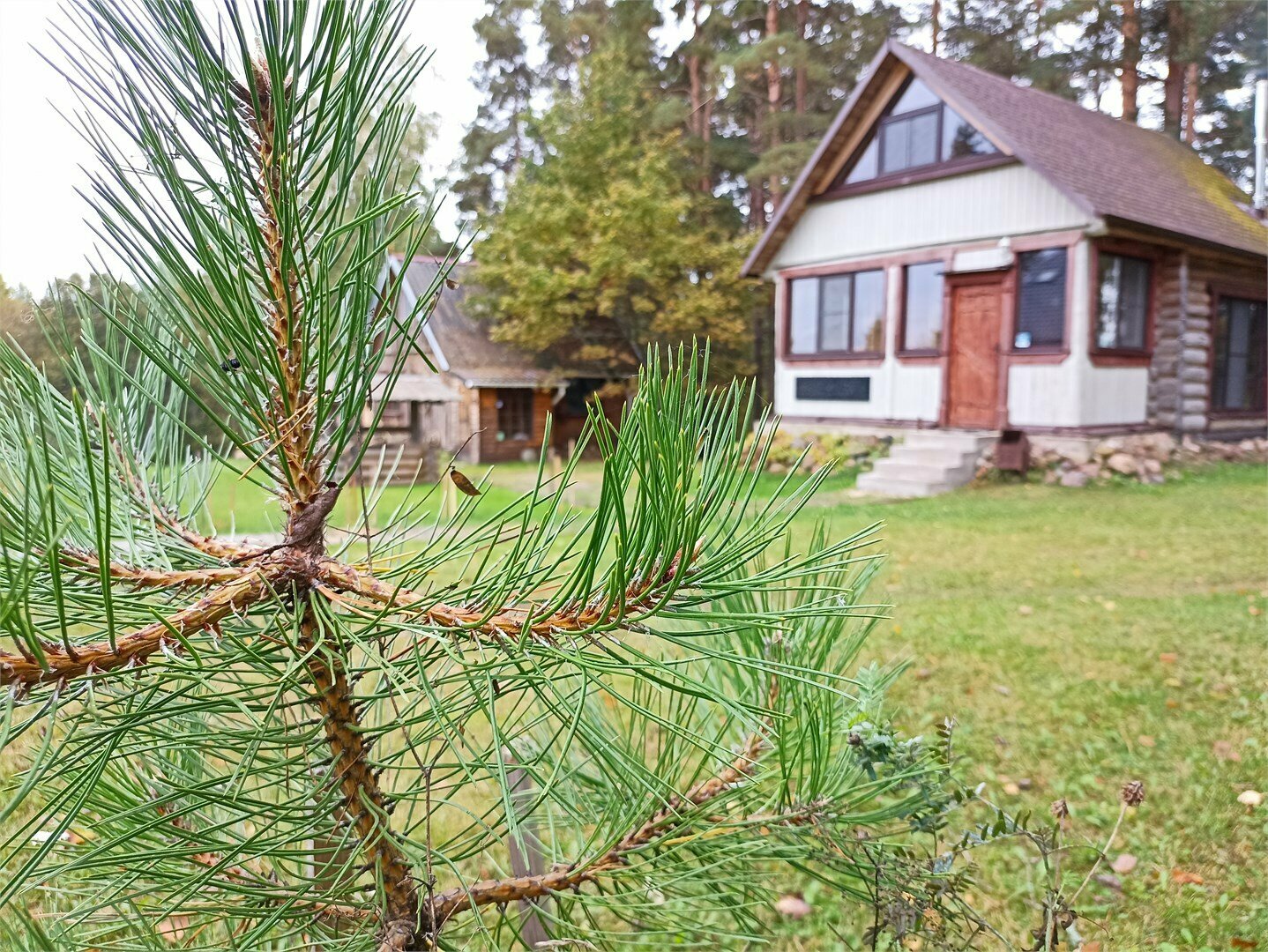 Дом с видом на лес