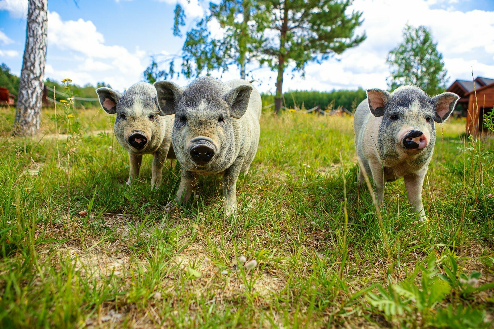 Семейный номер