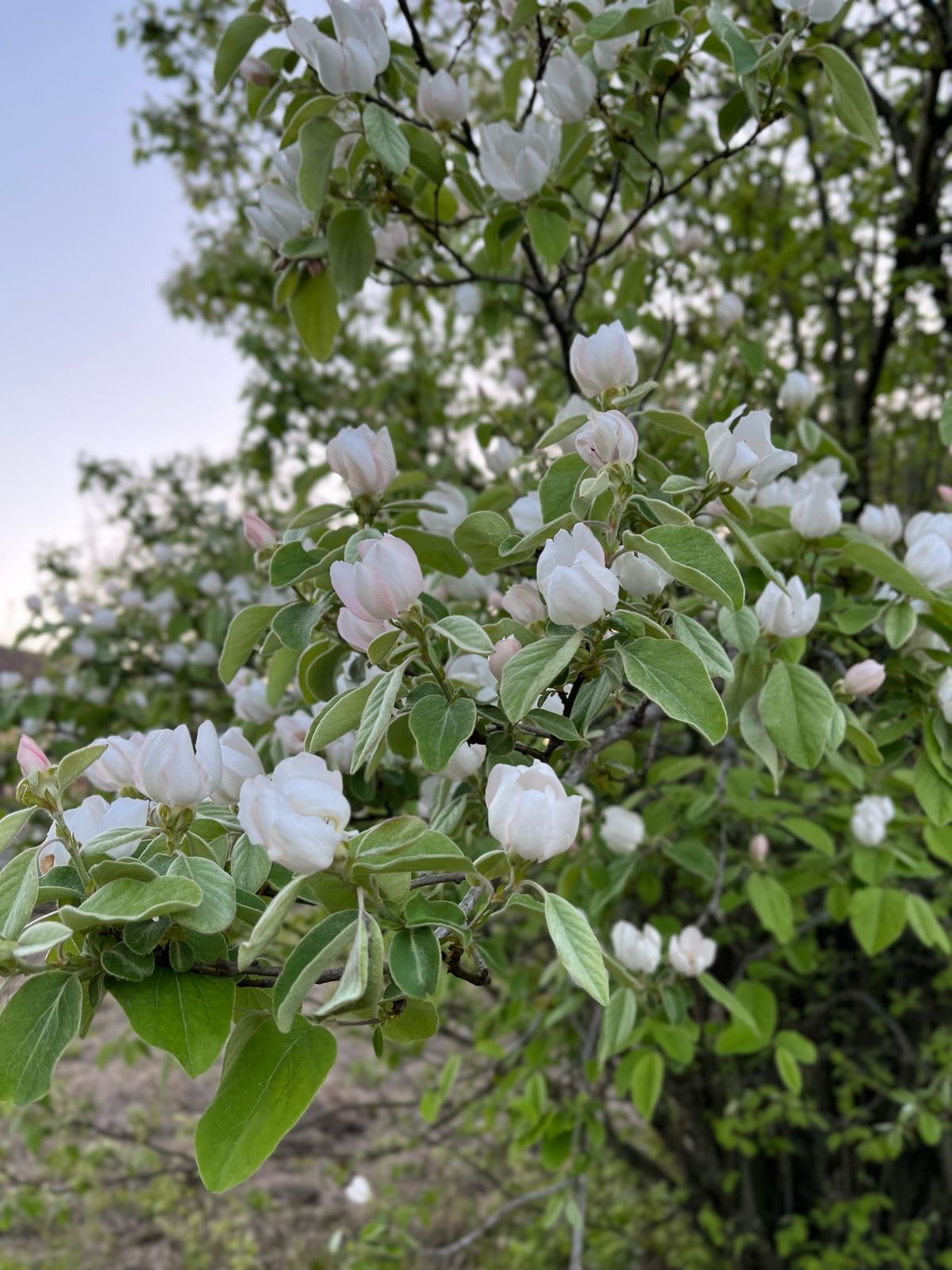 Бюджетный двухместный номер с 2 отдельными кроватями