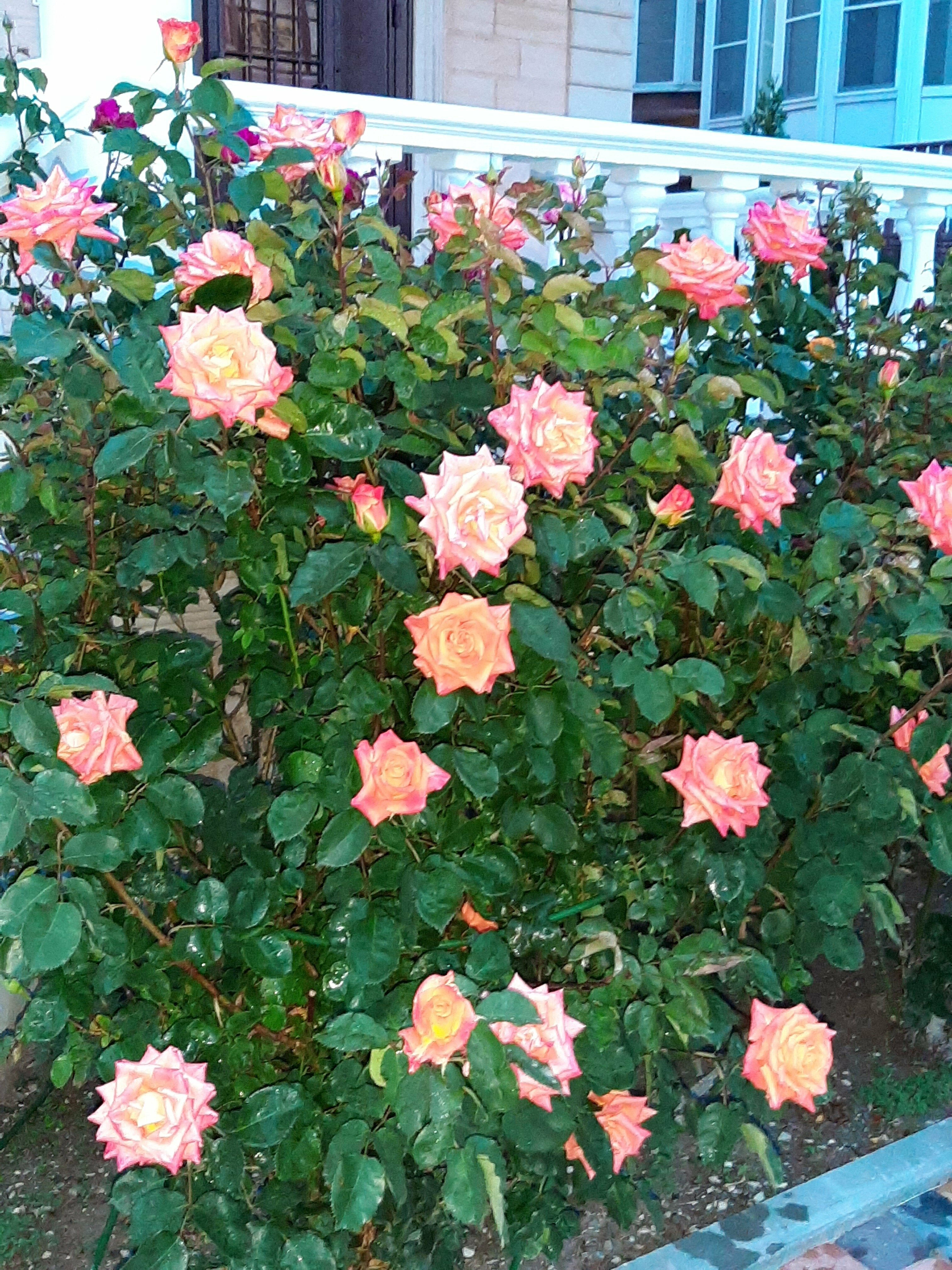 ТРЕХМЕСТНЫЙ номер Делюкс   КАПУЧИНО 2-ой этаж с террасой