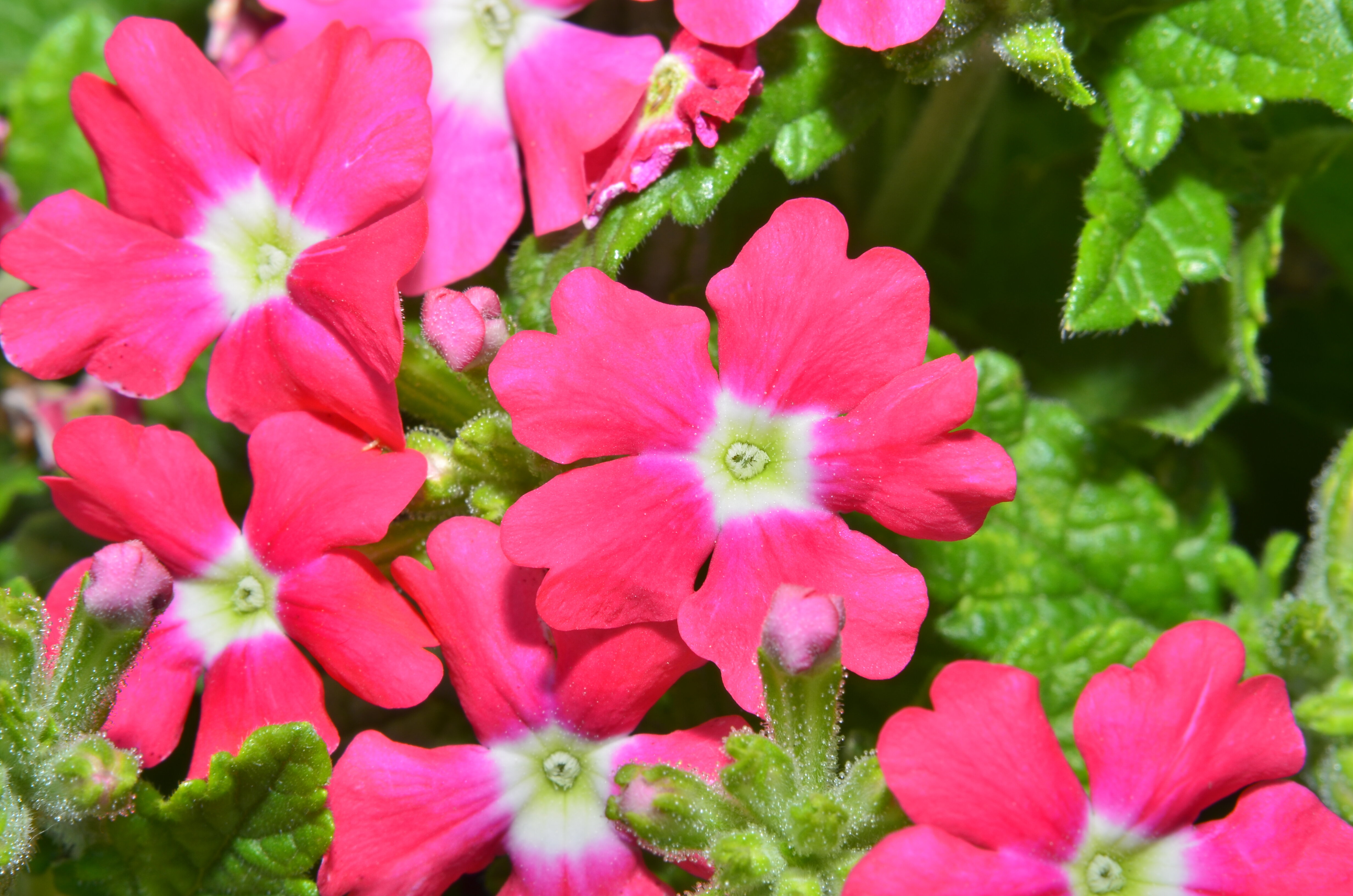 Стандартный трехместный номер