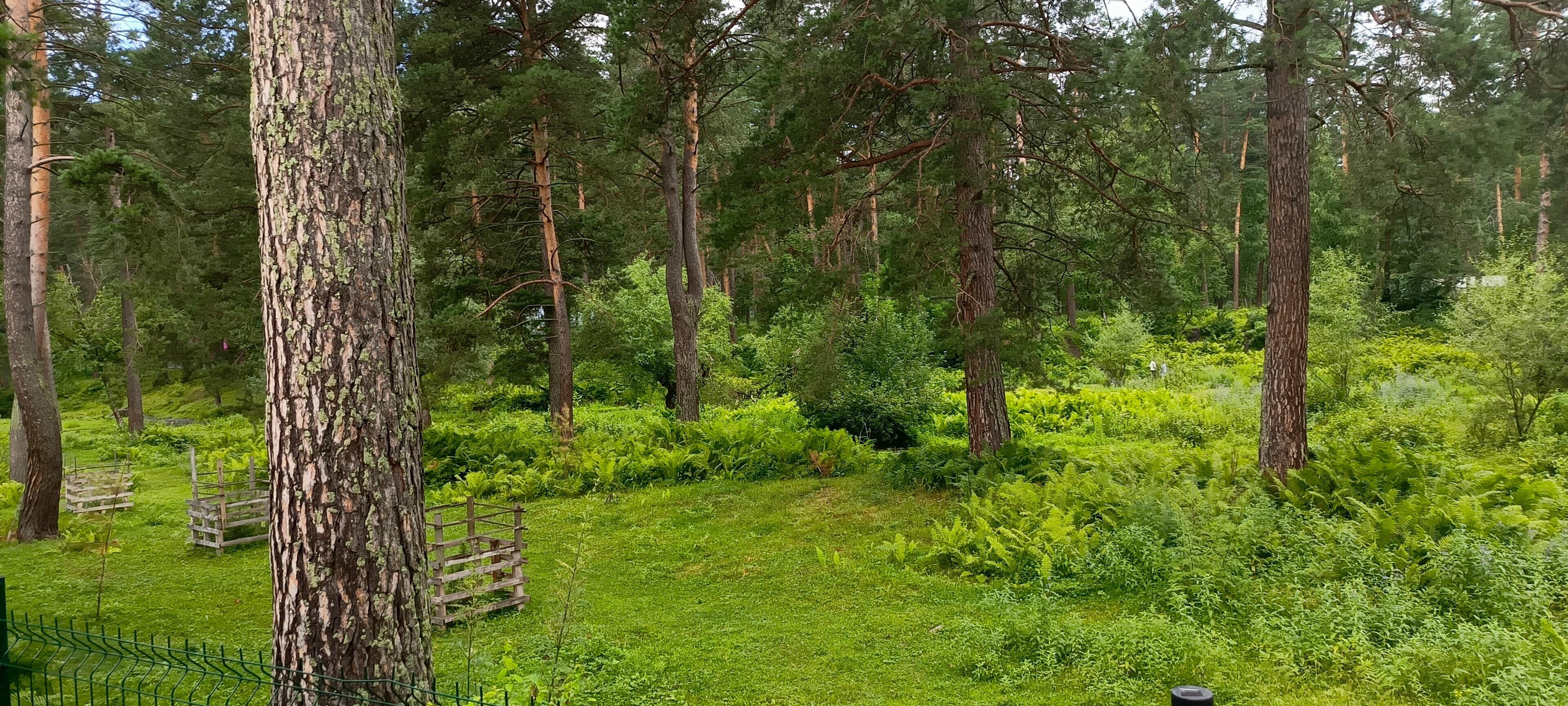 Дом с видом на лес