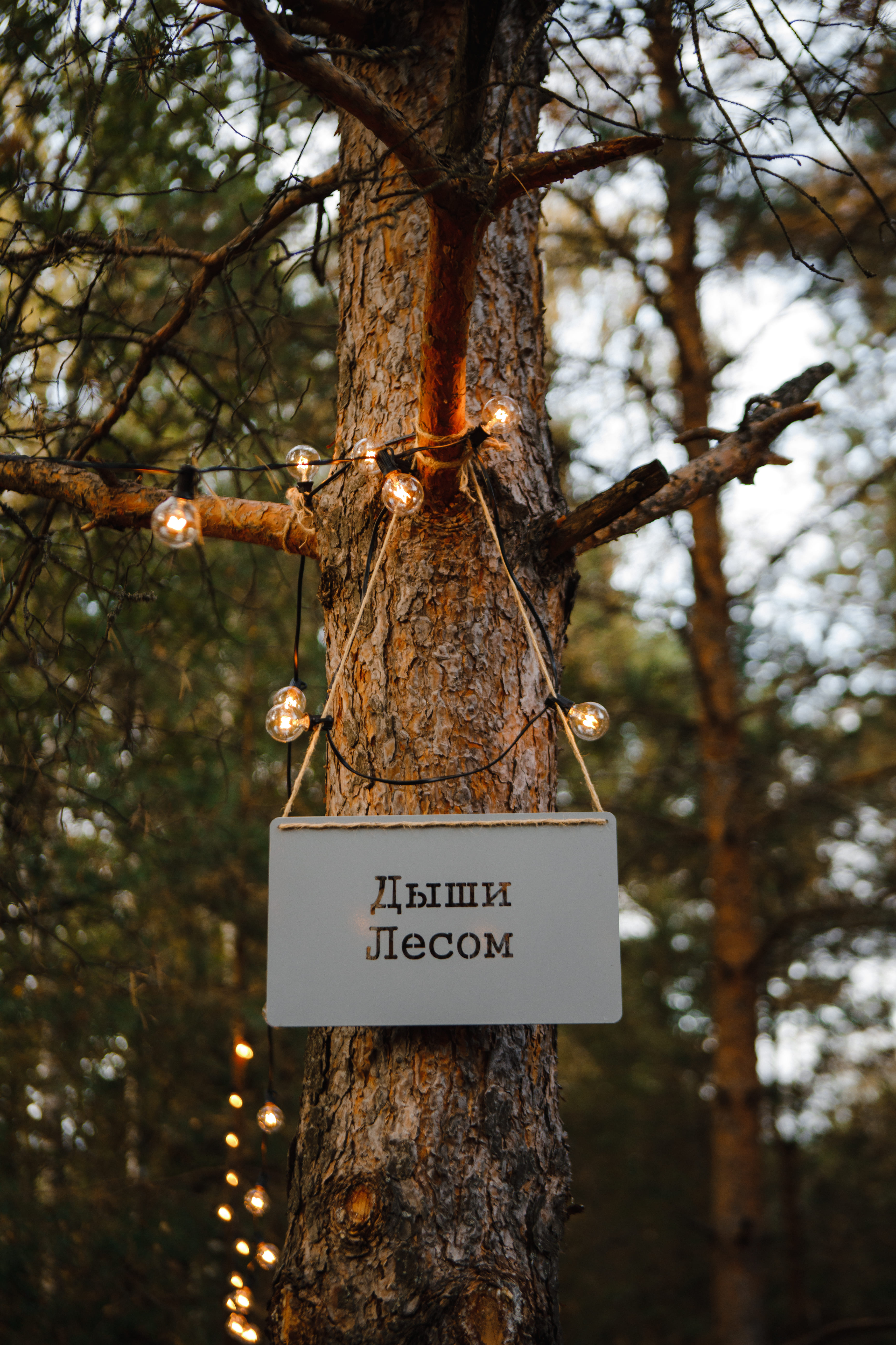 Дом с видом на лес