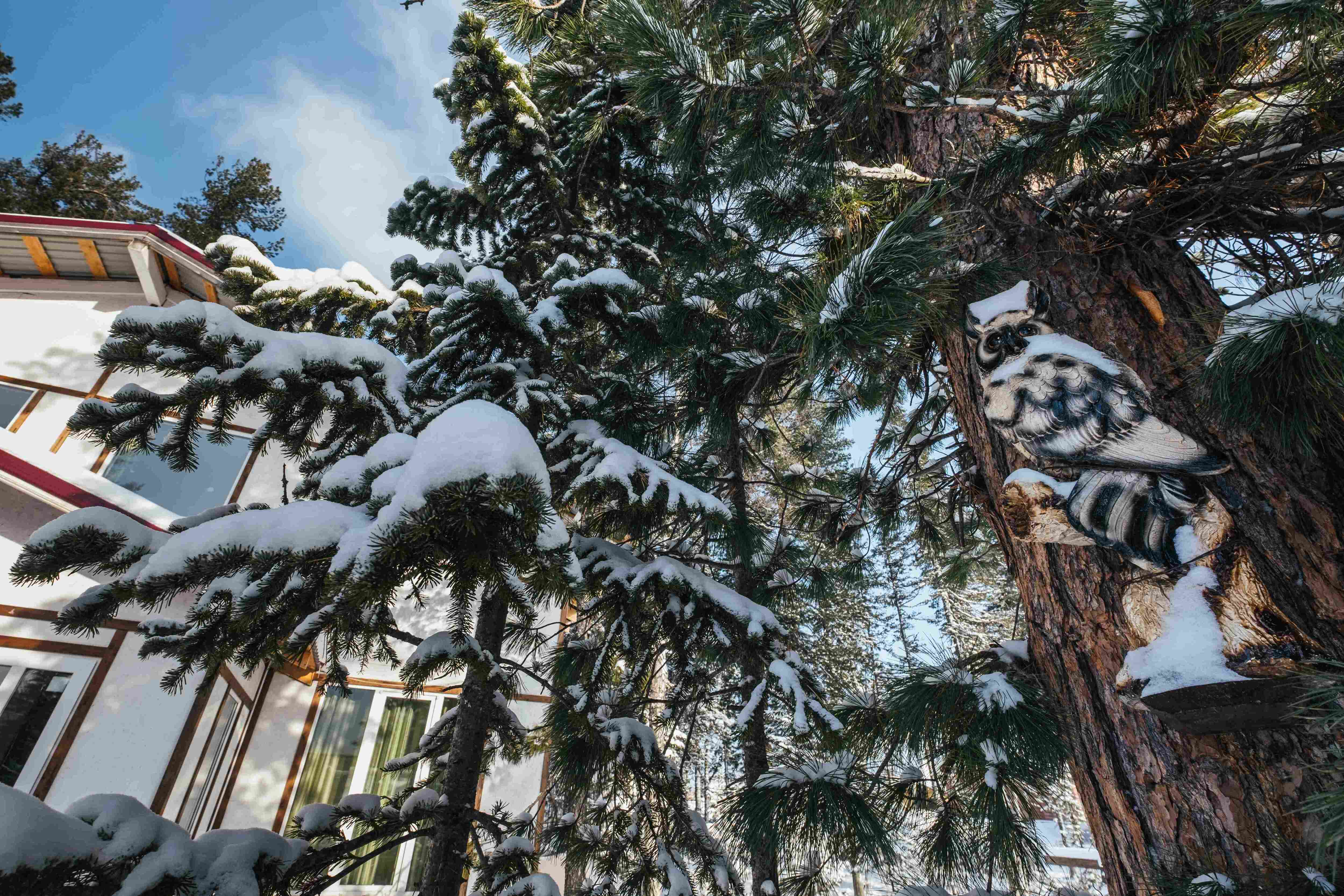 Коттедж с видом на лес