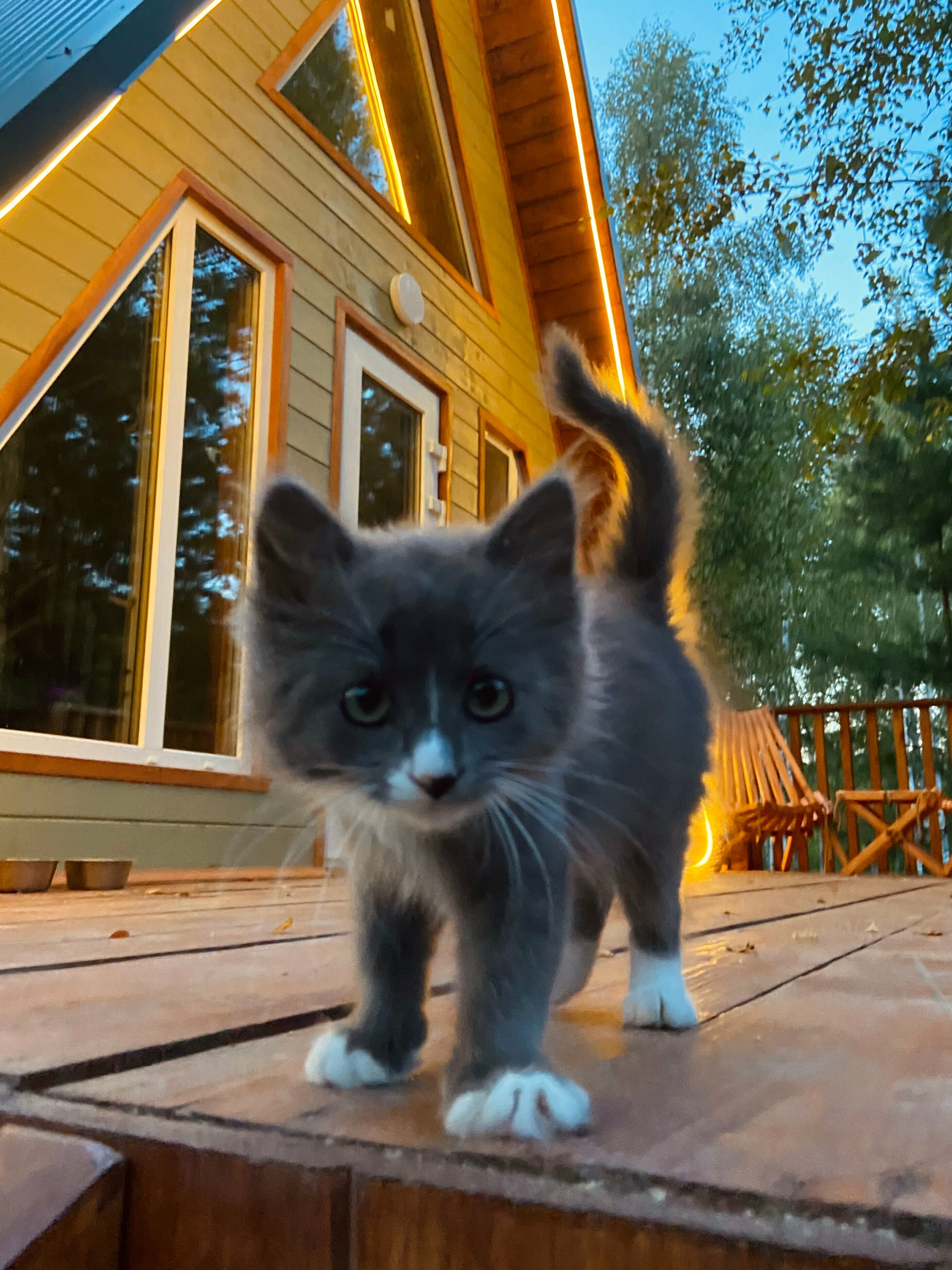 Дом с видом на лес