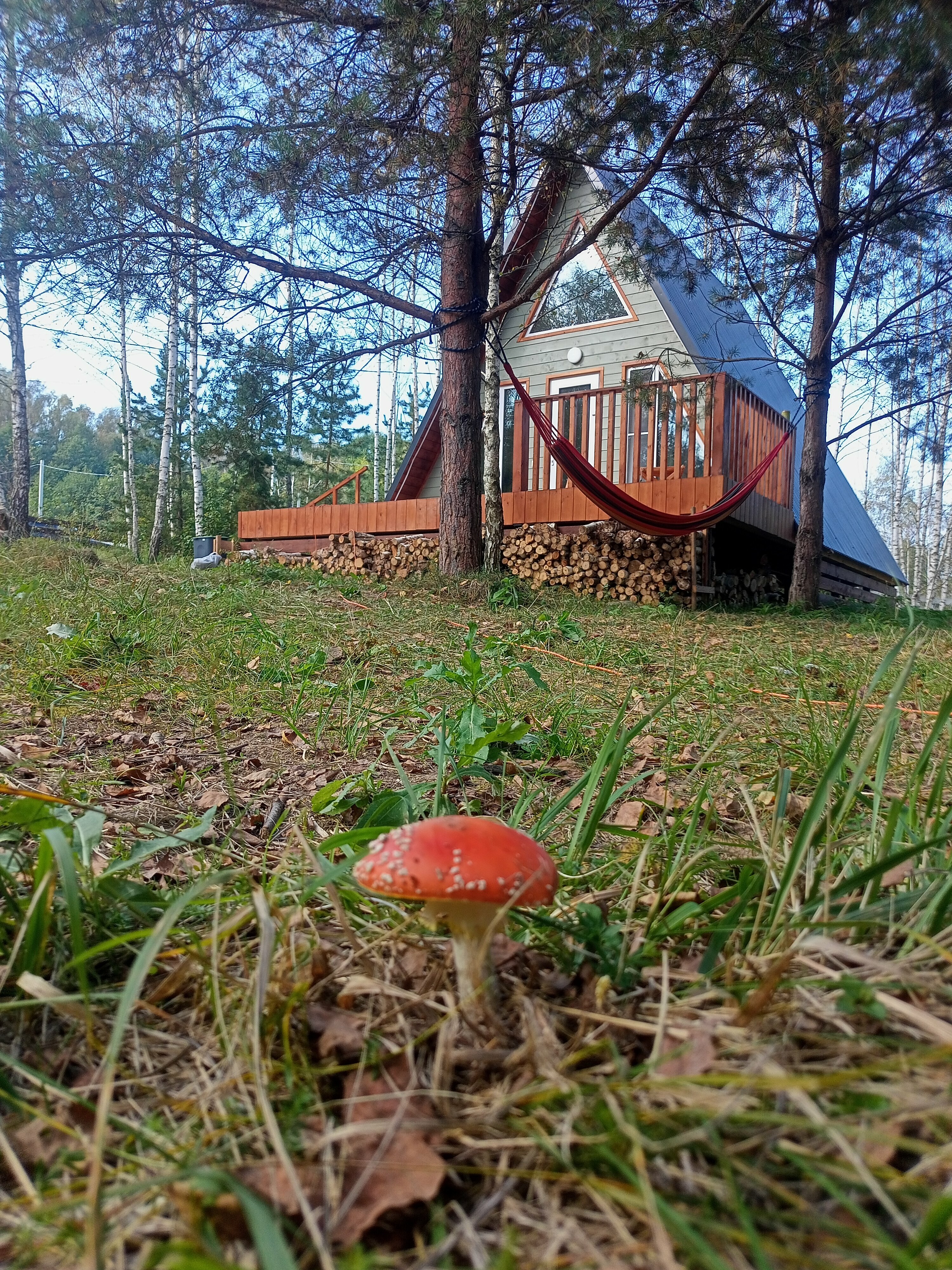 Дом с видом на лес