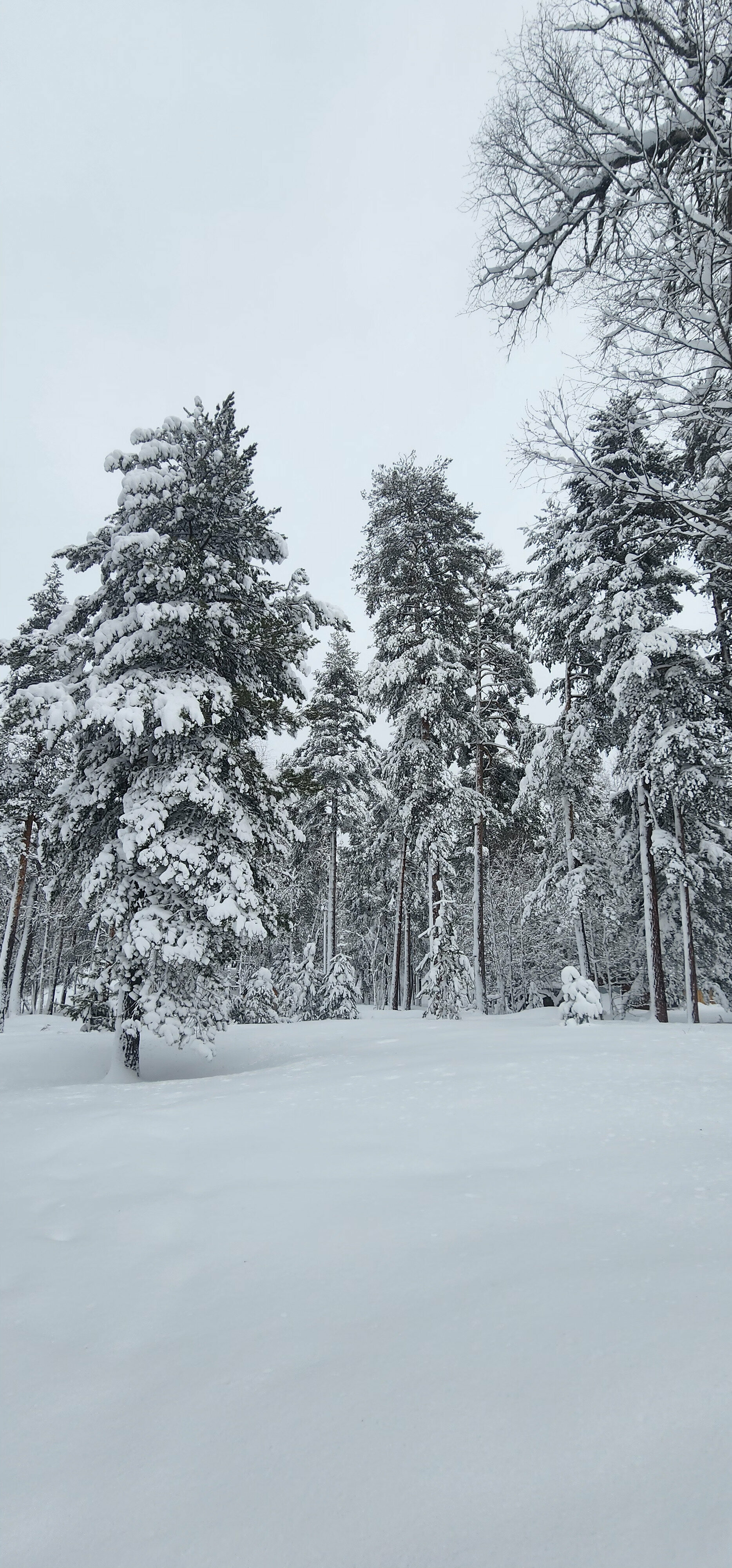 Коттедж с видом на лес