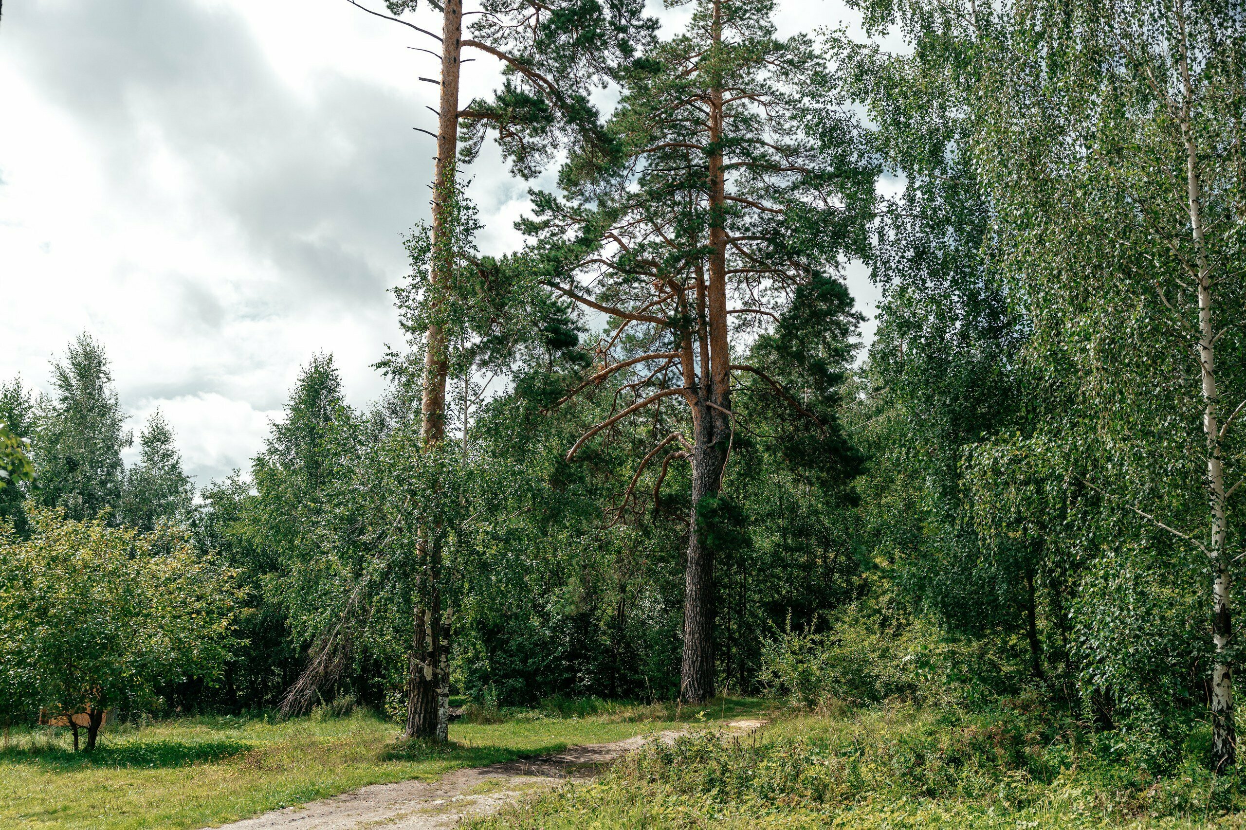 Домик 2 (двухместный номер с 1 кроватью с видом на лес)