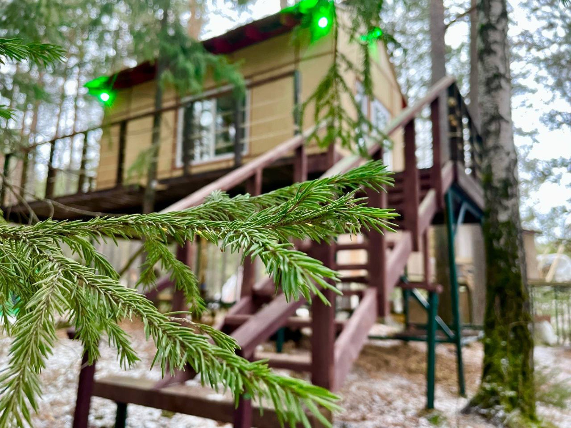 Парящий дом среди елей - Дом панды