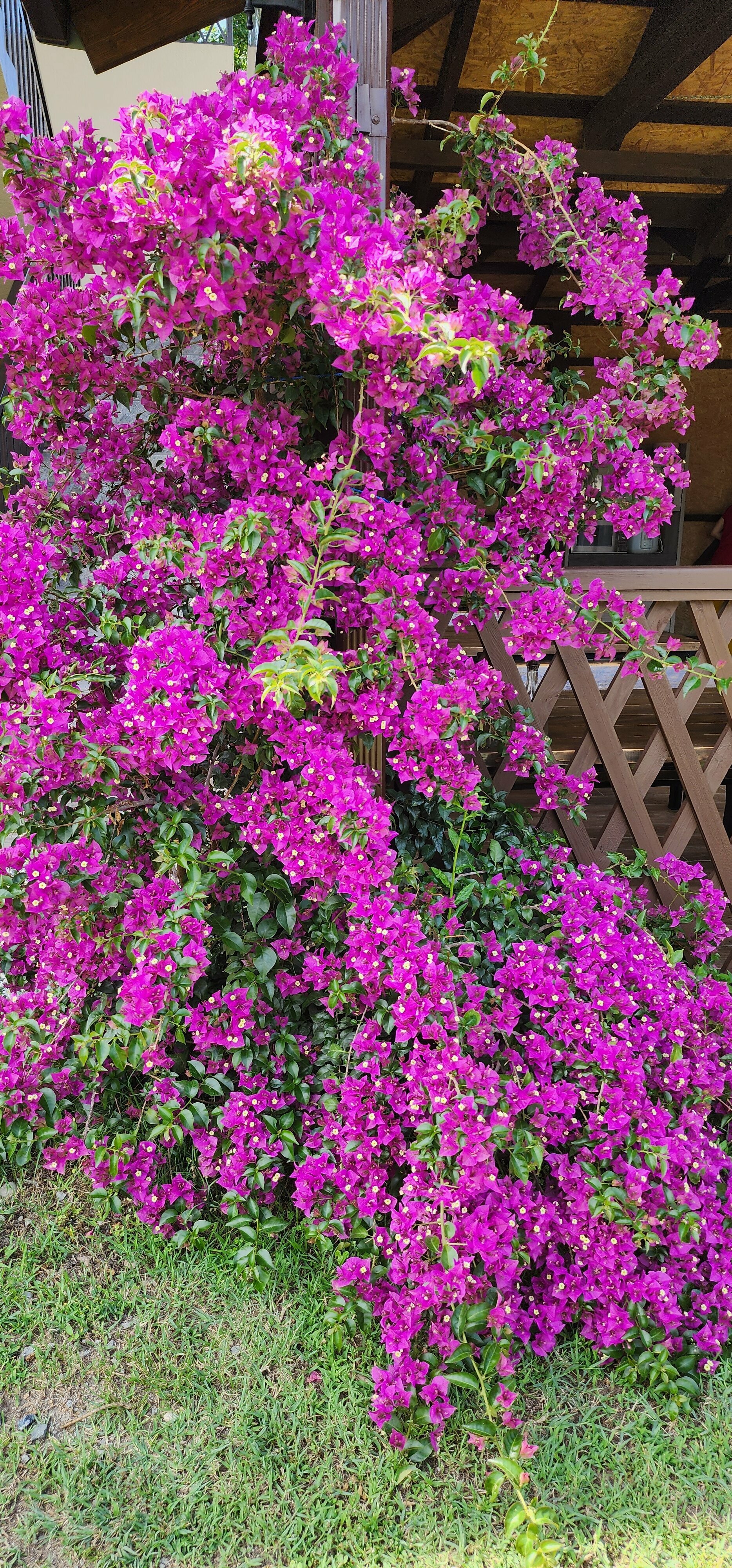 четырехместный"люкс с кухней"