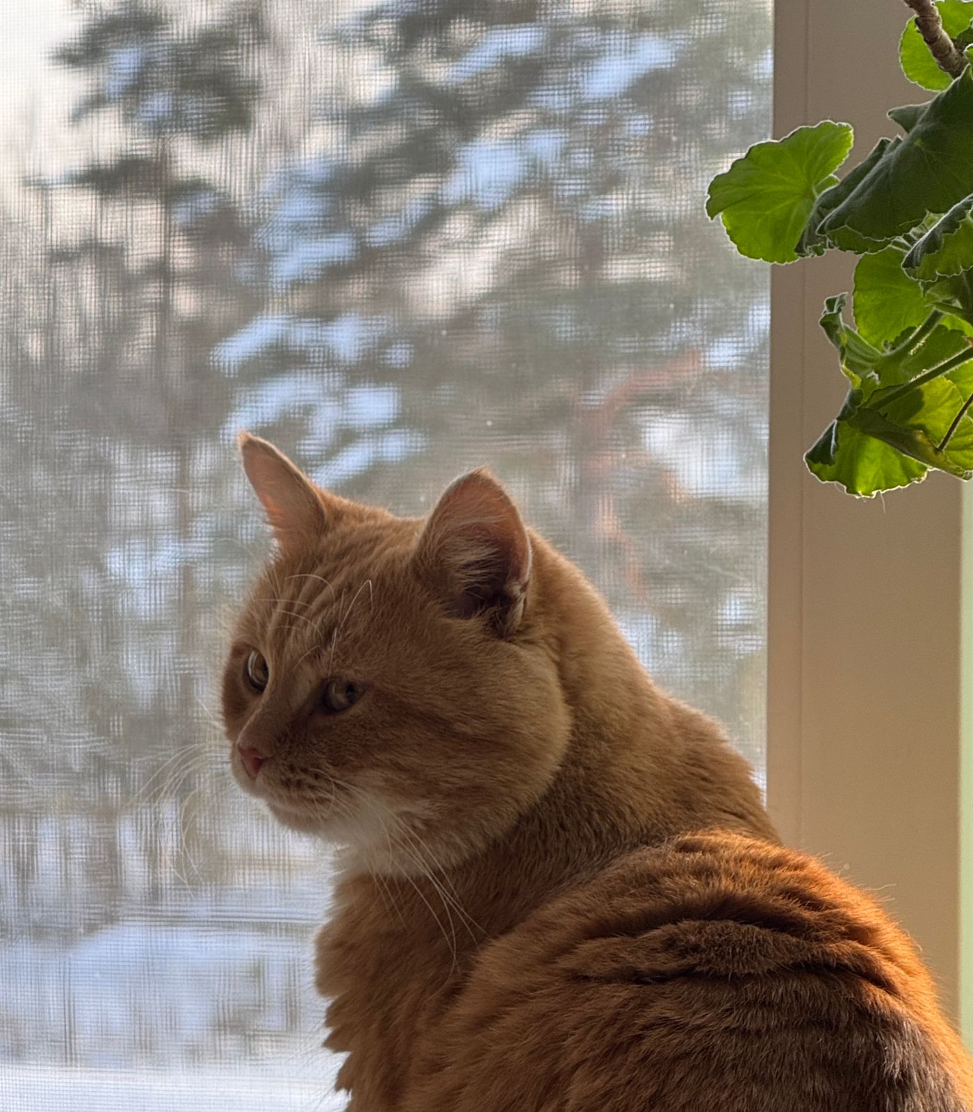 Дом для отпуска