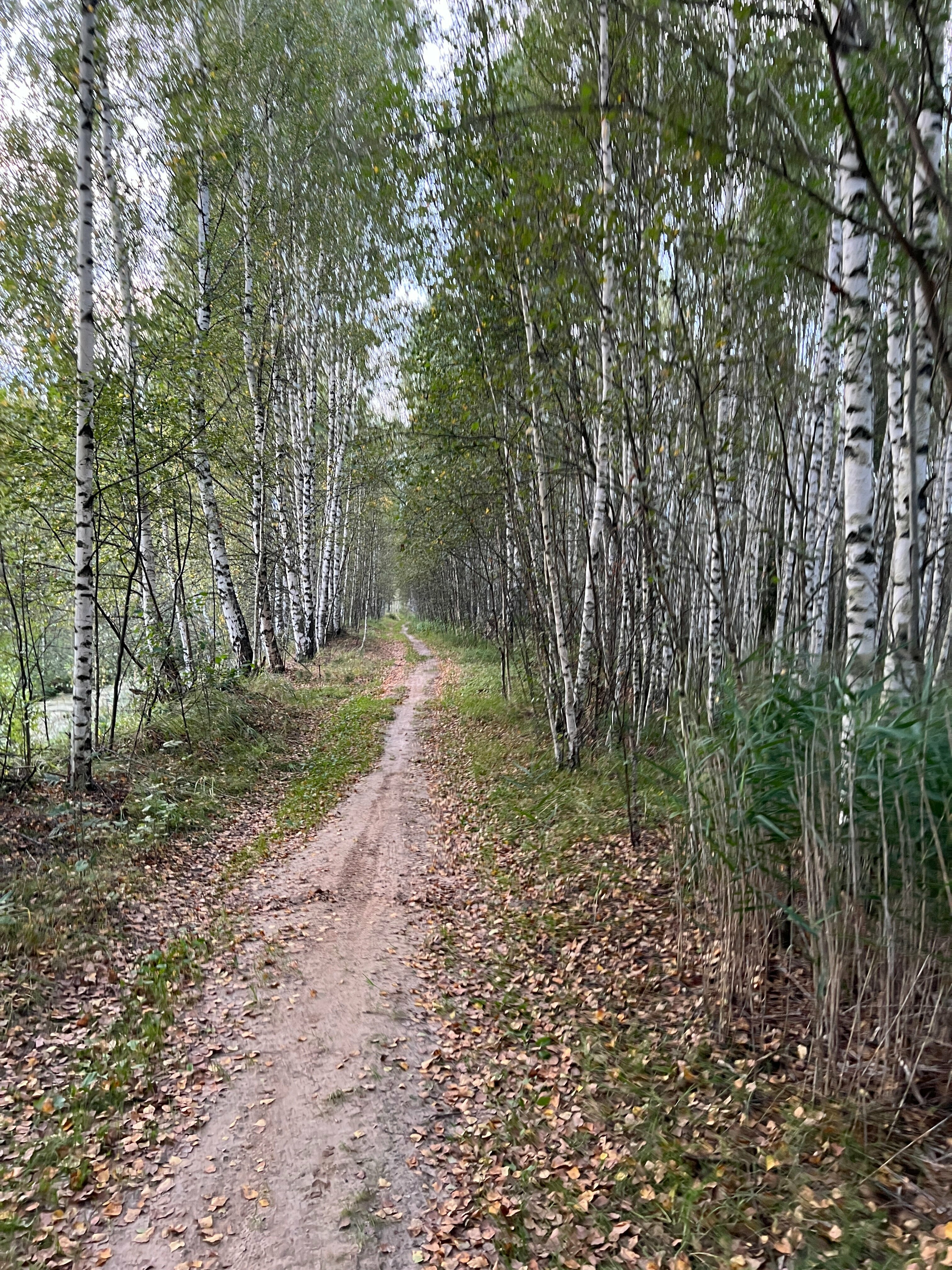 Коттедж с видом на лес