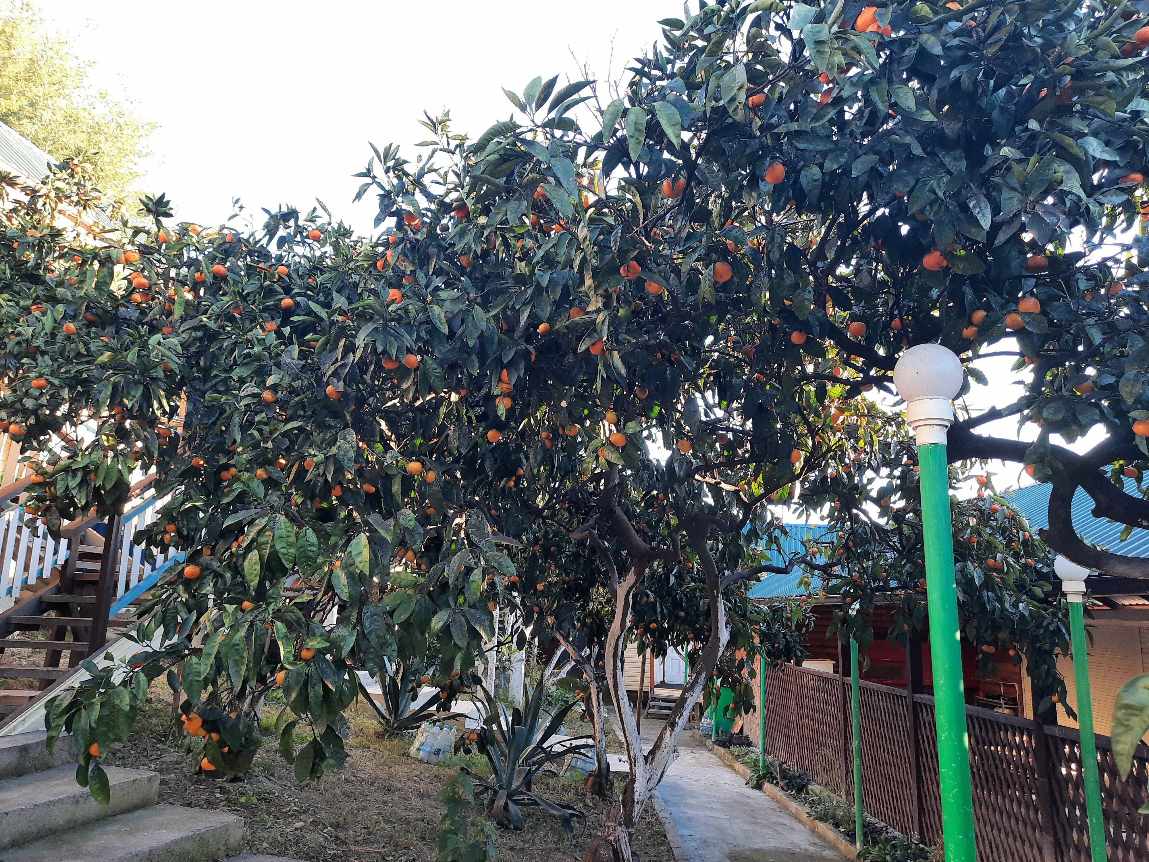 Трехместный номер