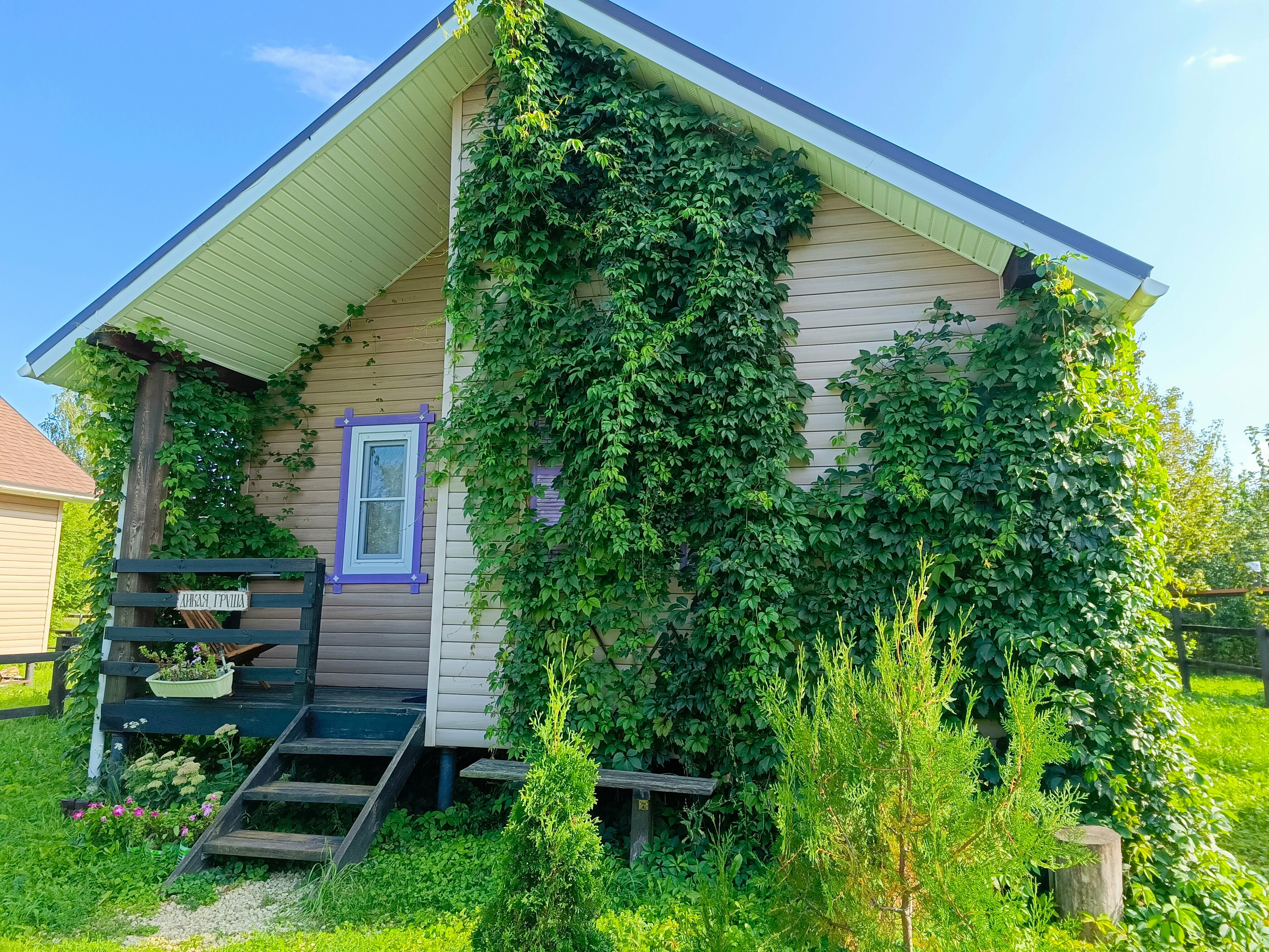 Дикая груша