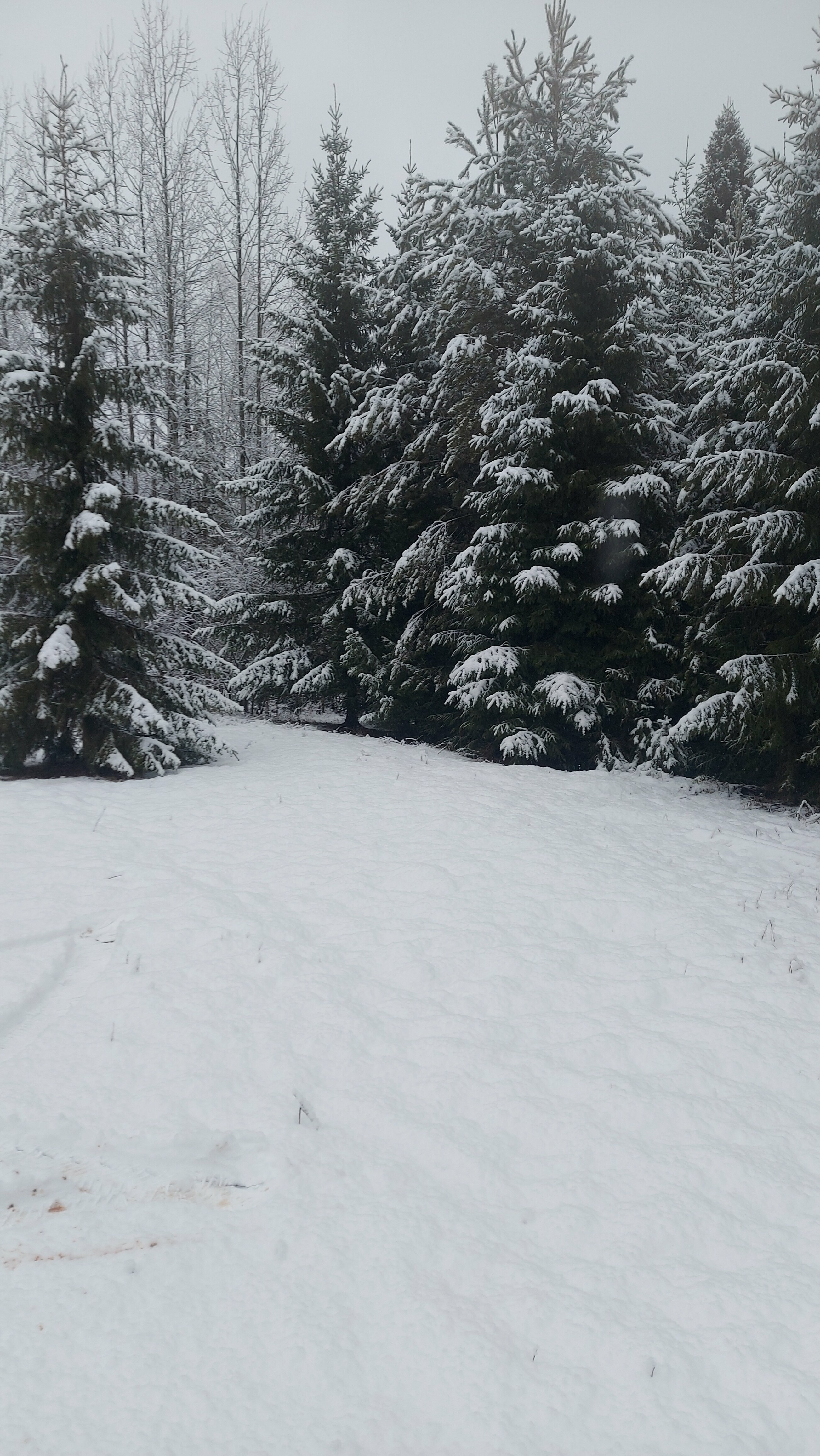 Дом с видом на лес