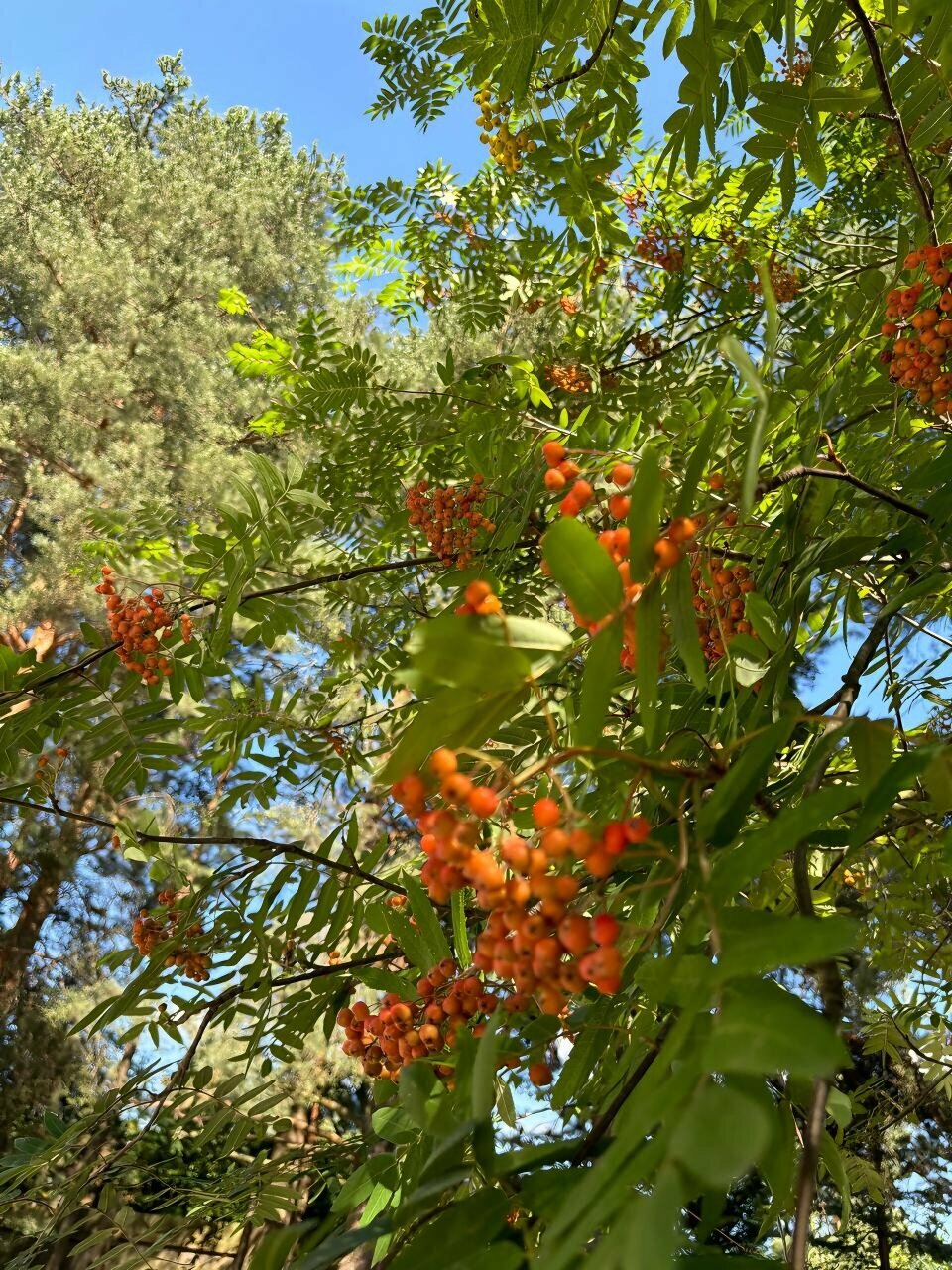 Дом с видом на лес