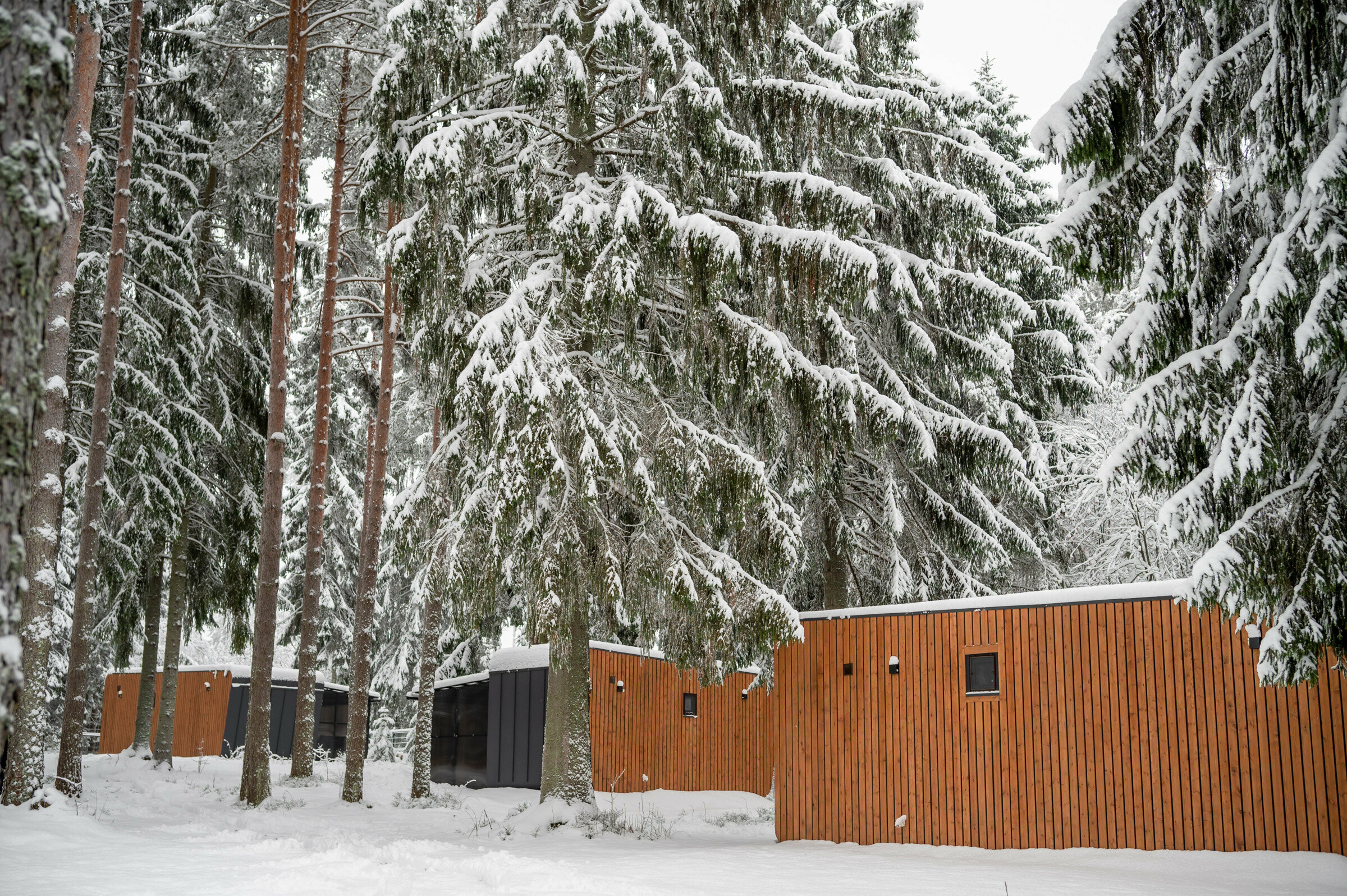 Коттедж с видом на лес