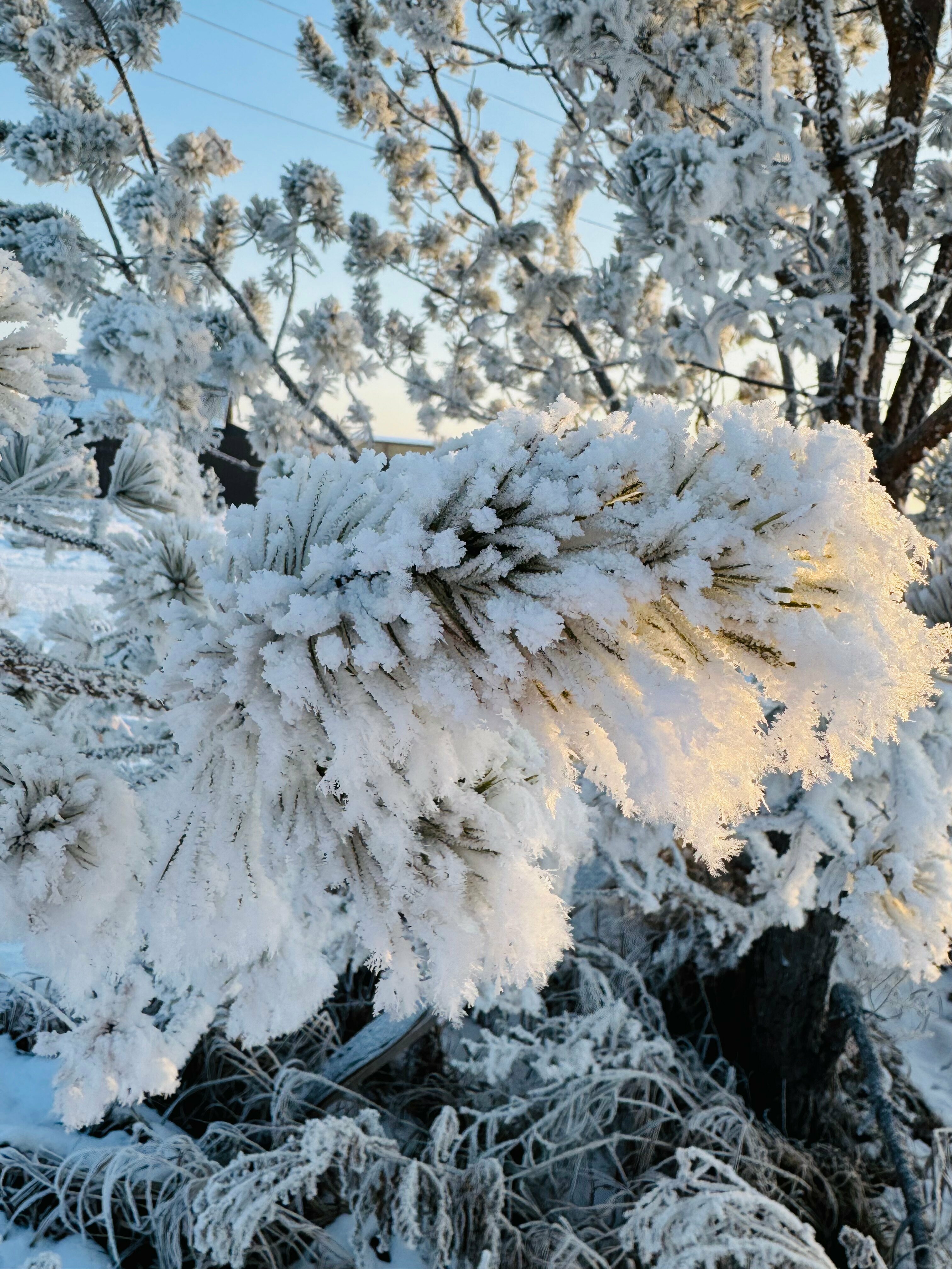 Альпийская сказка