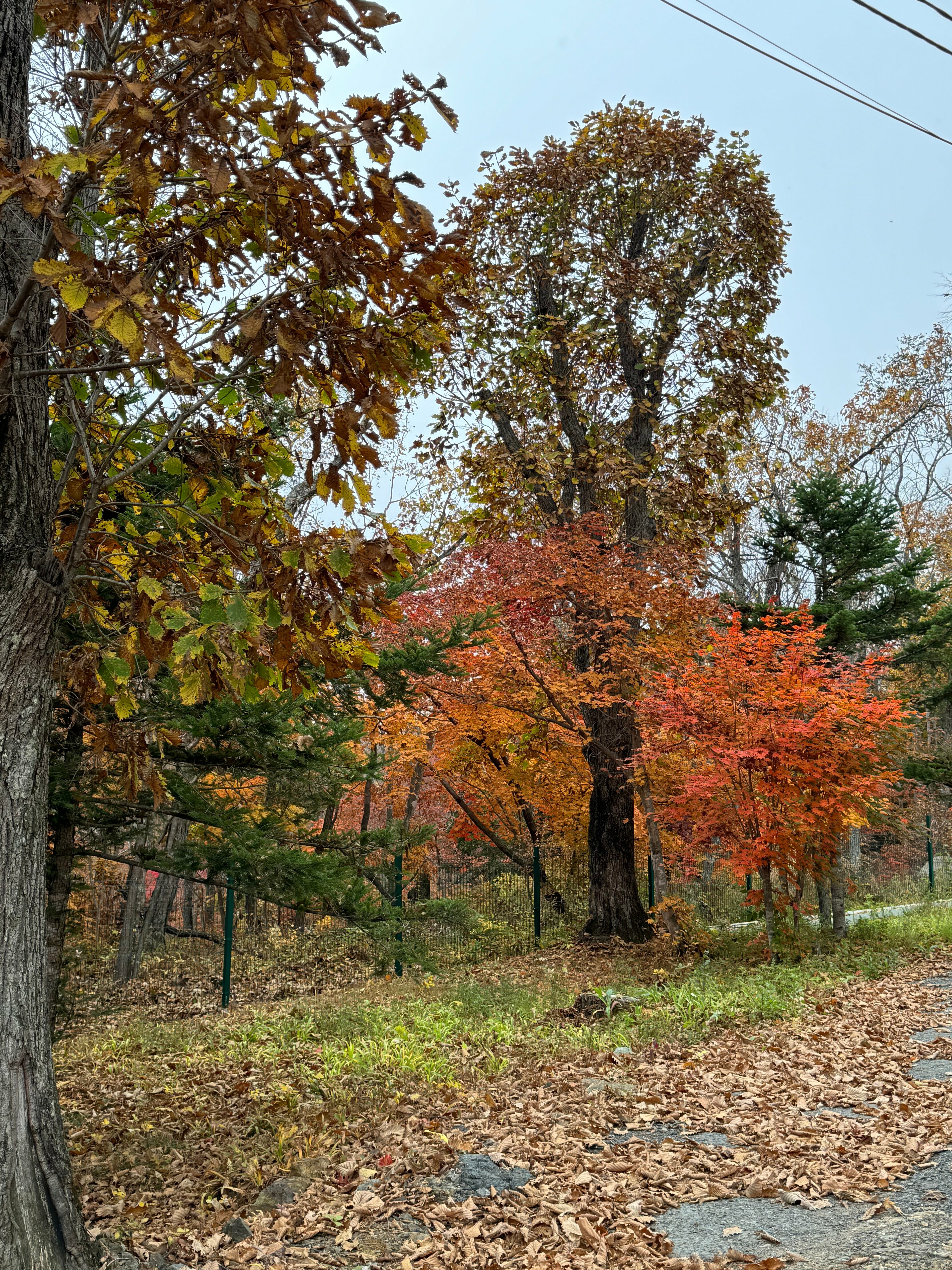 Дом с видом на лес