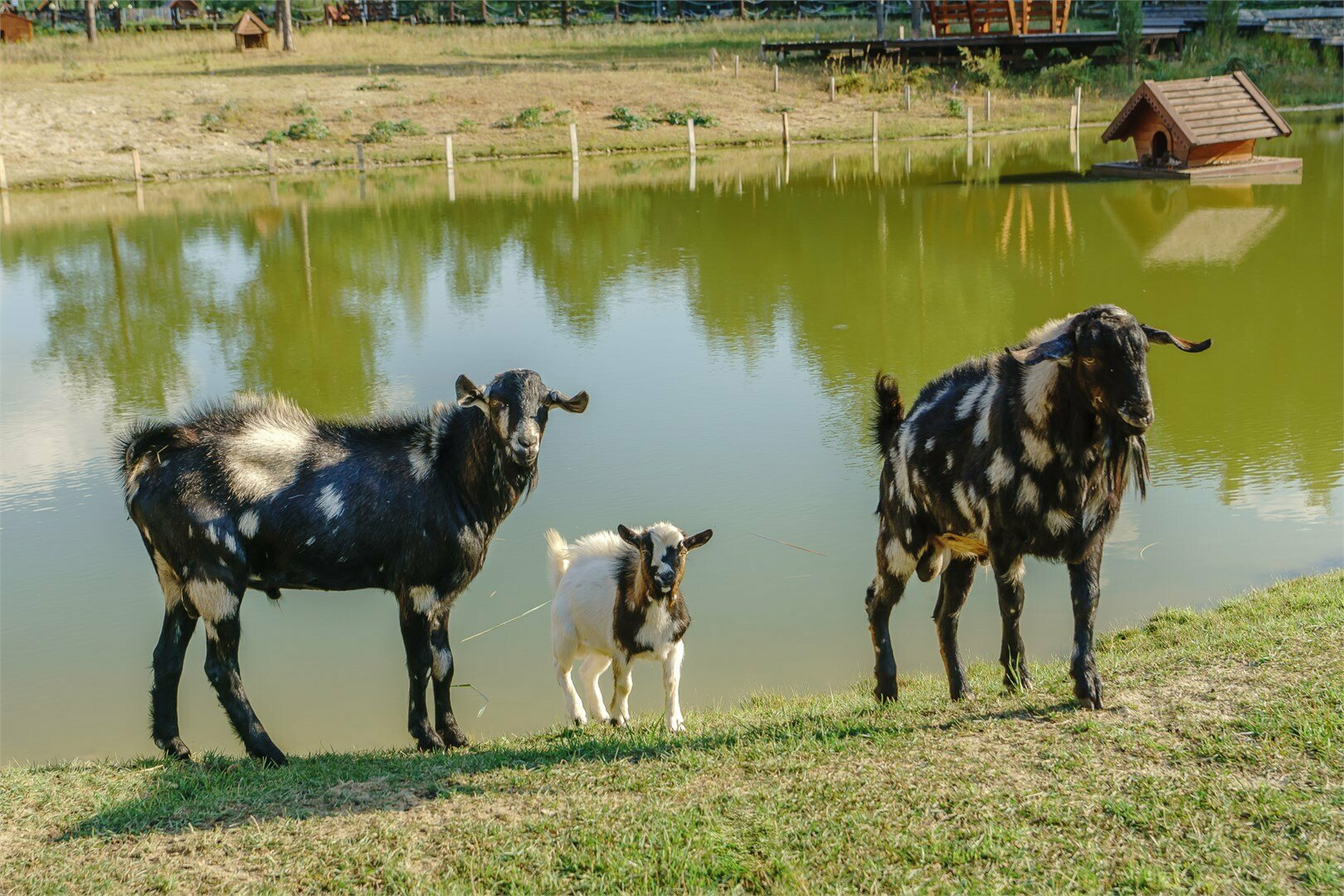 Двухместный номер с 2 отдельными кроватями