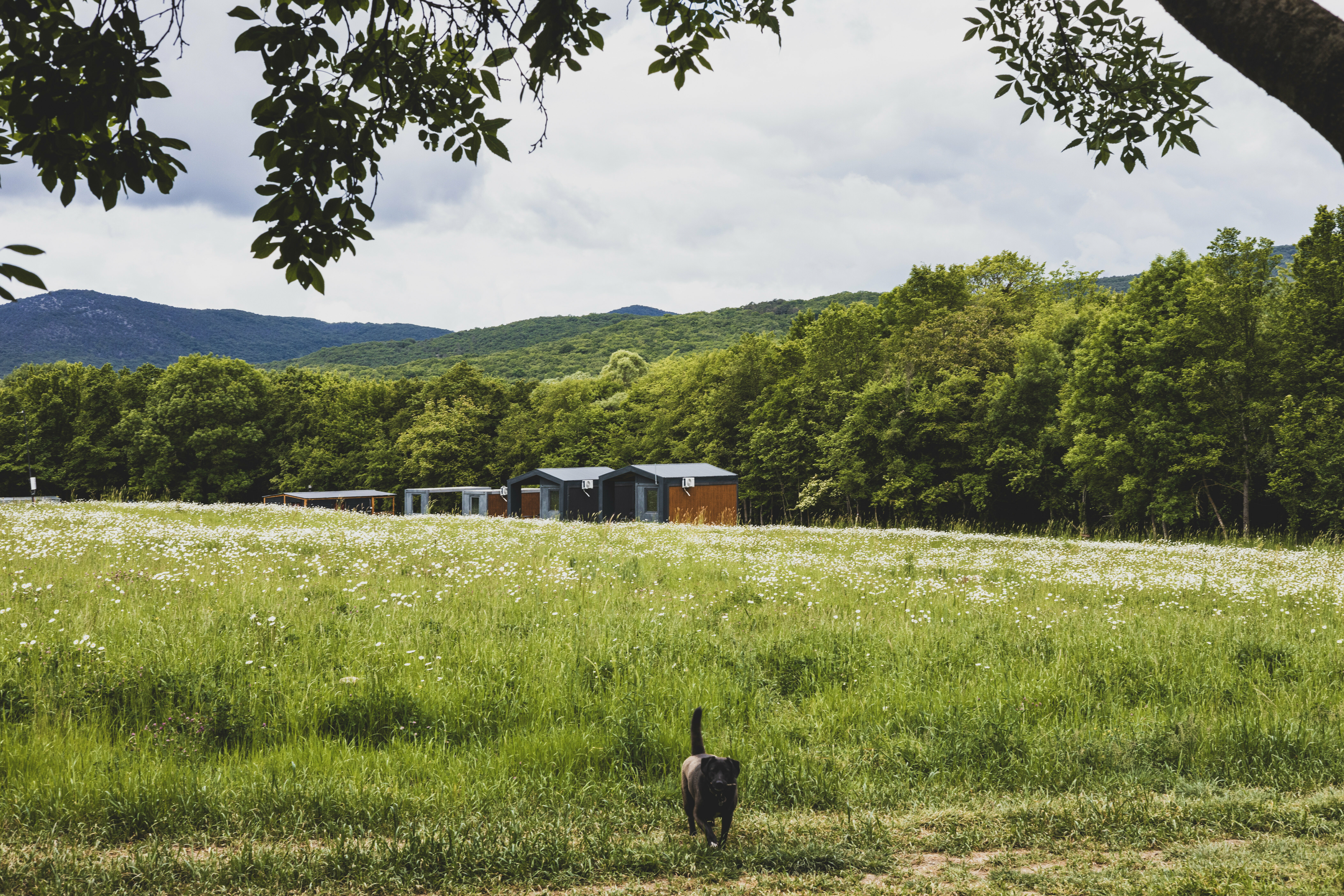 Коттедж с видом на лес