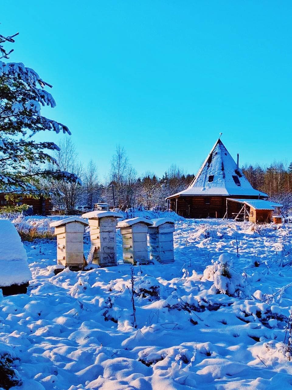 Дом с видом на лес