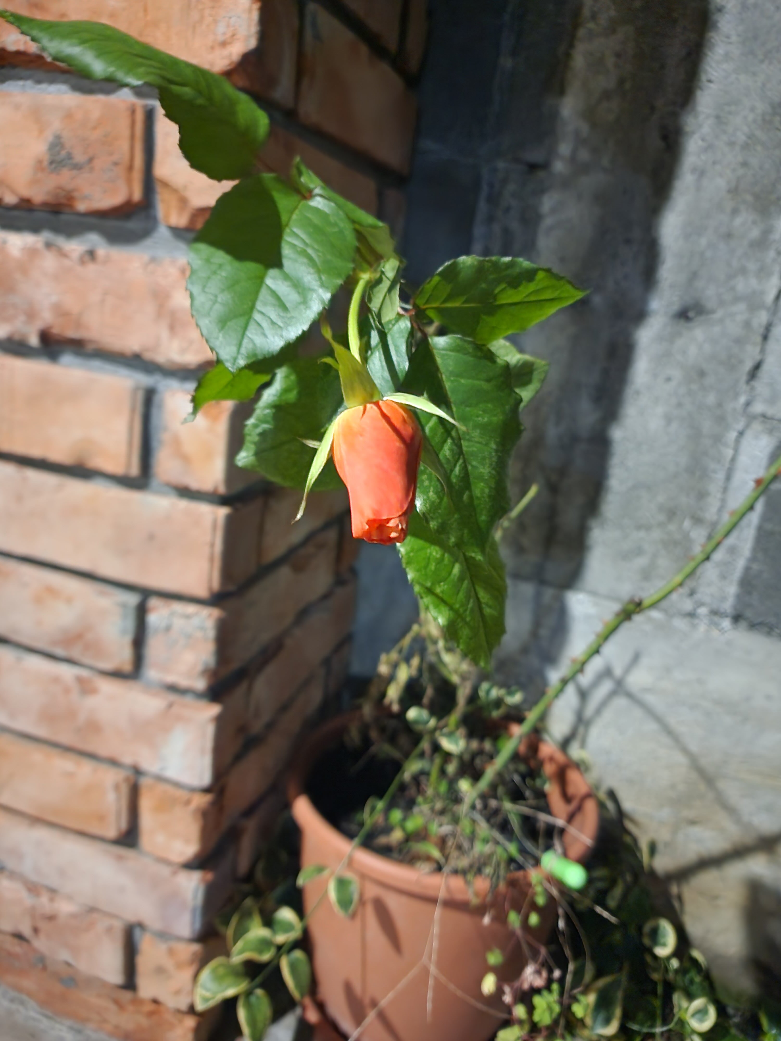 Трехместный номер "люкс"