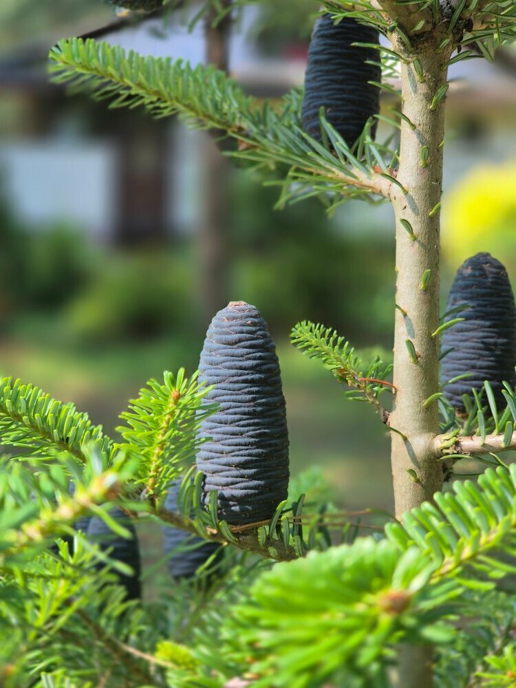 Семейный номер Делюкс