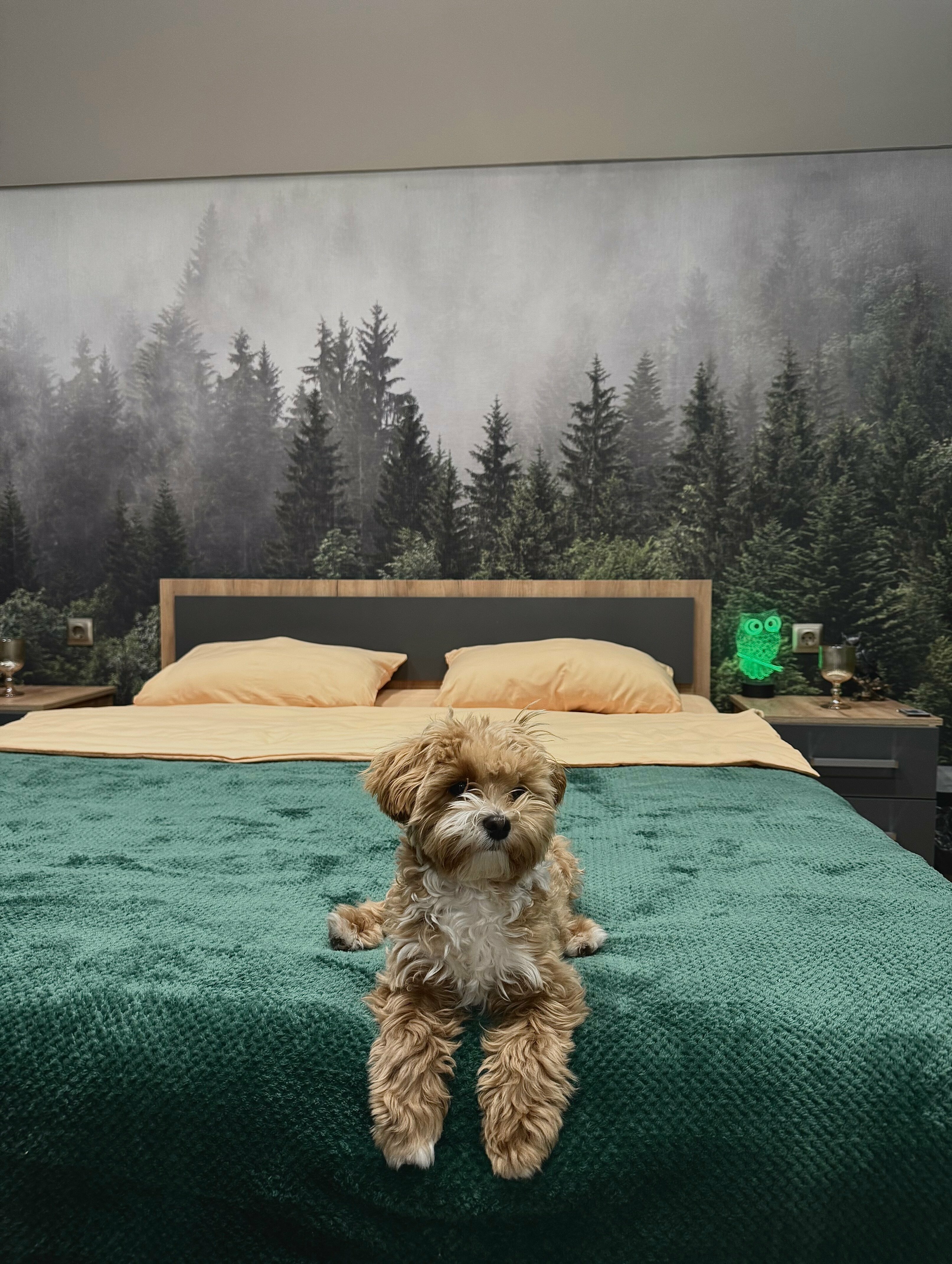 Коттедж с видом на лес