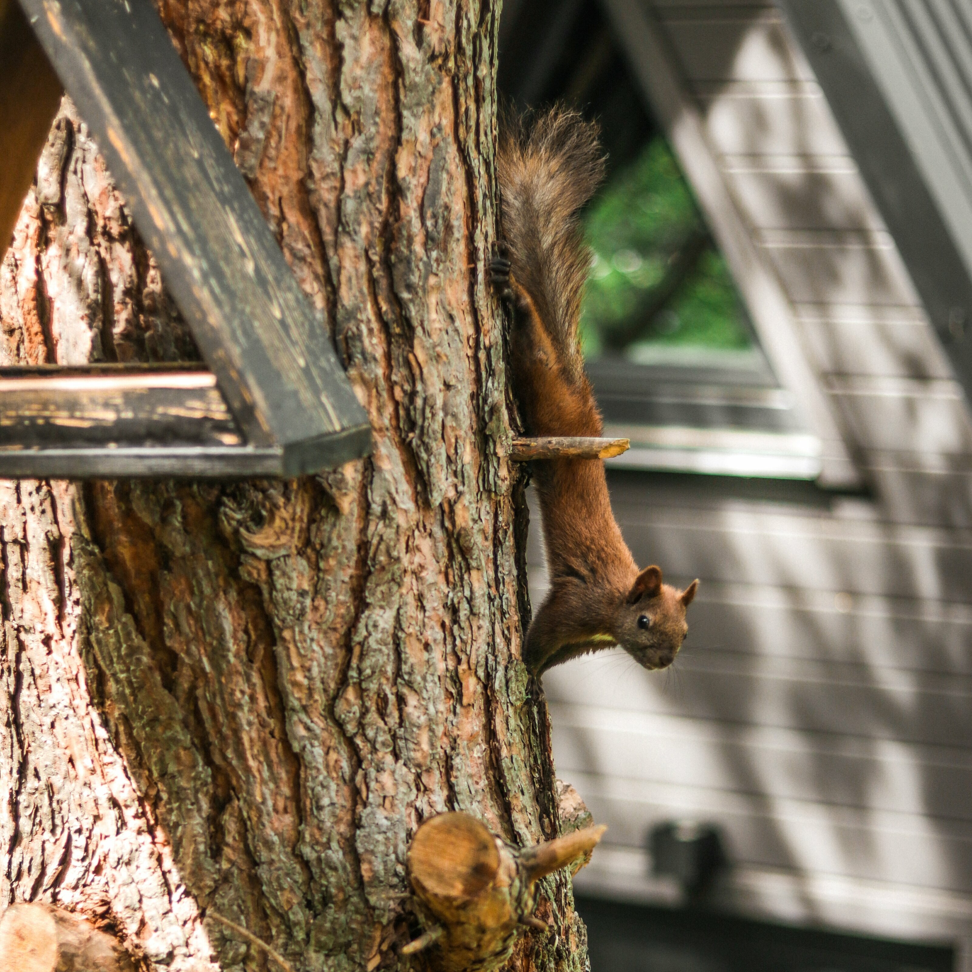 С видом на горы, над ручьём
