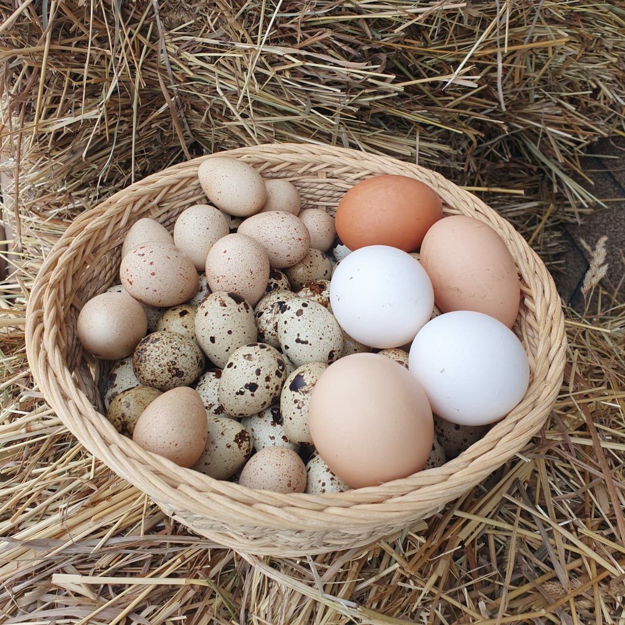 Дом с кухней - гостиной (3 спальни)