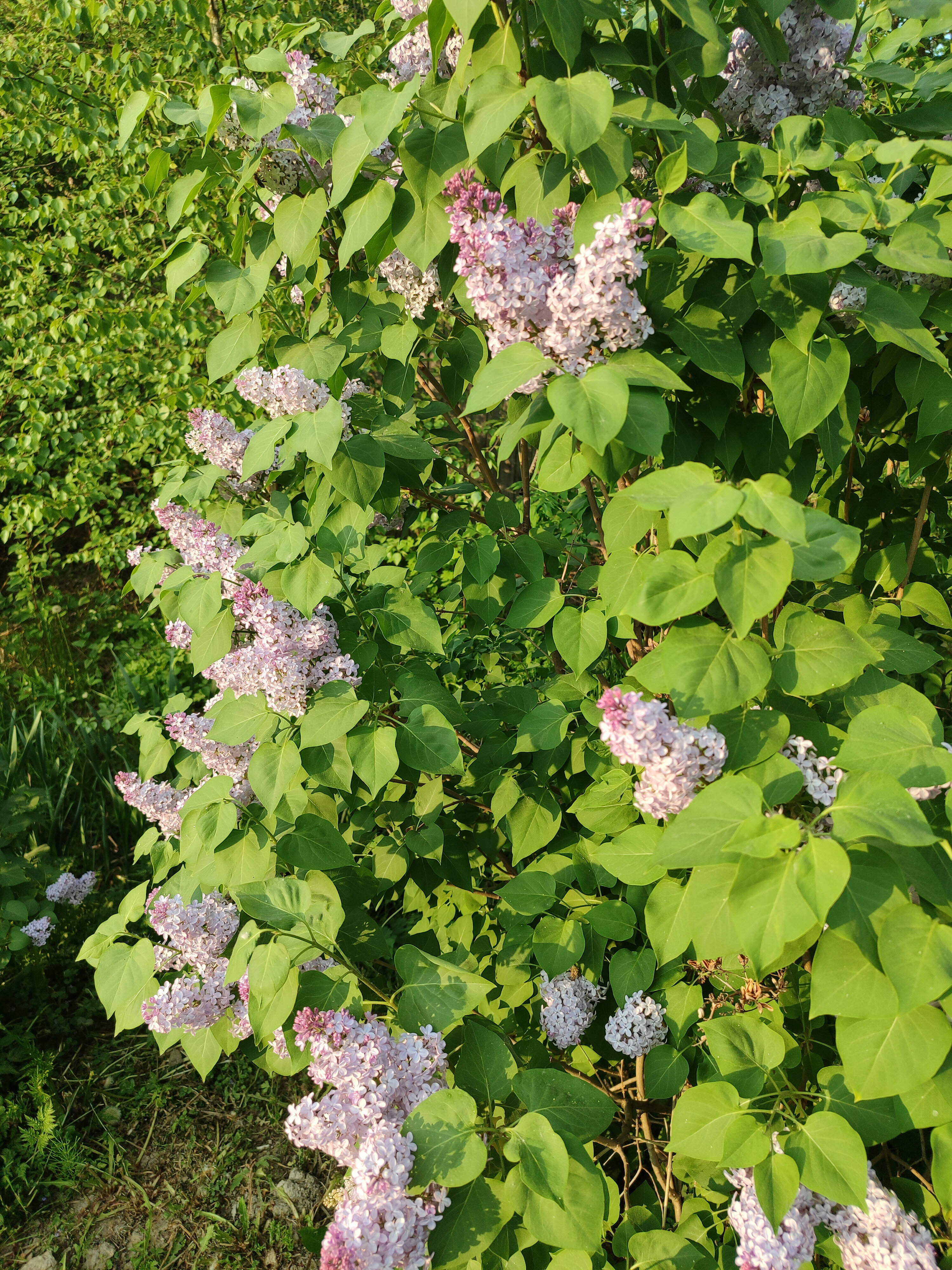 "Окно в Саблино", комната, эконом, трехместная, односпальные кровати + кресло-кровать, Wi-Fi, удобства на 5 комнат, 15 кв/м, 2 этаж