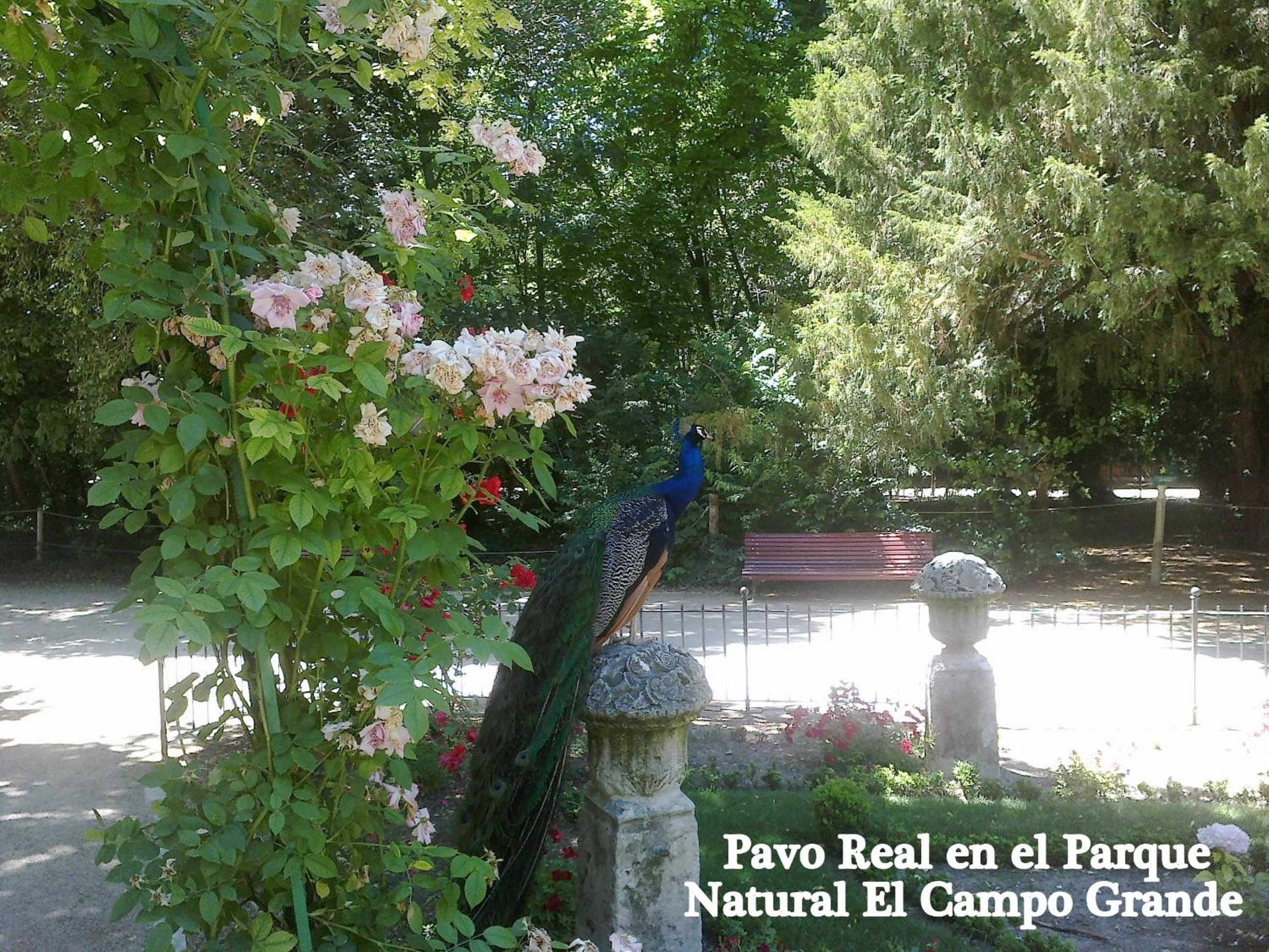 Superior Double or Twin Room with City View