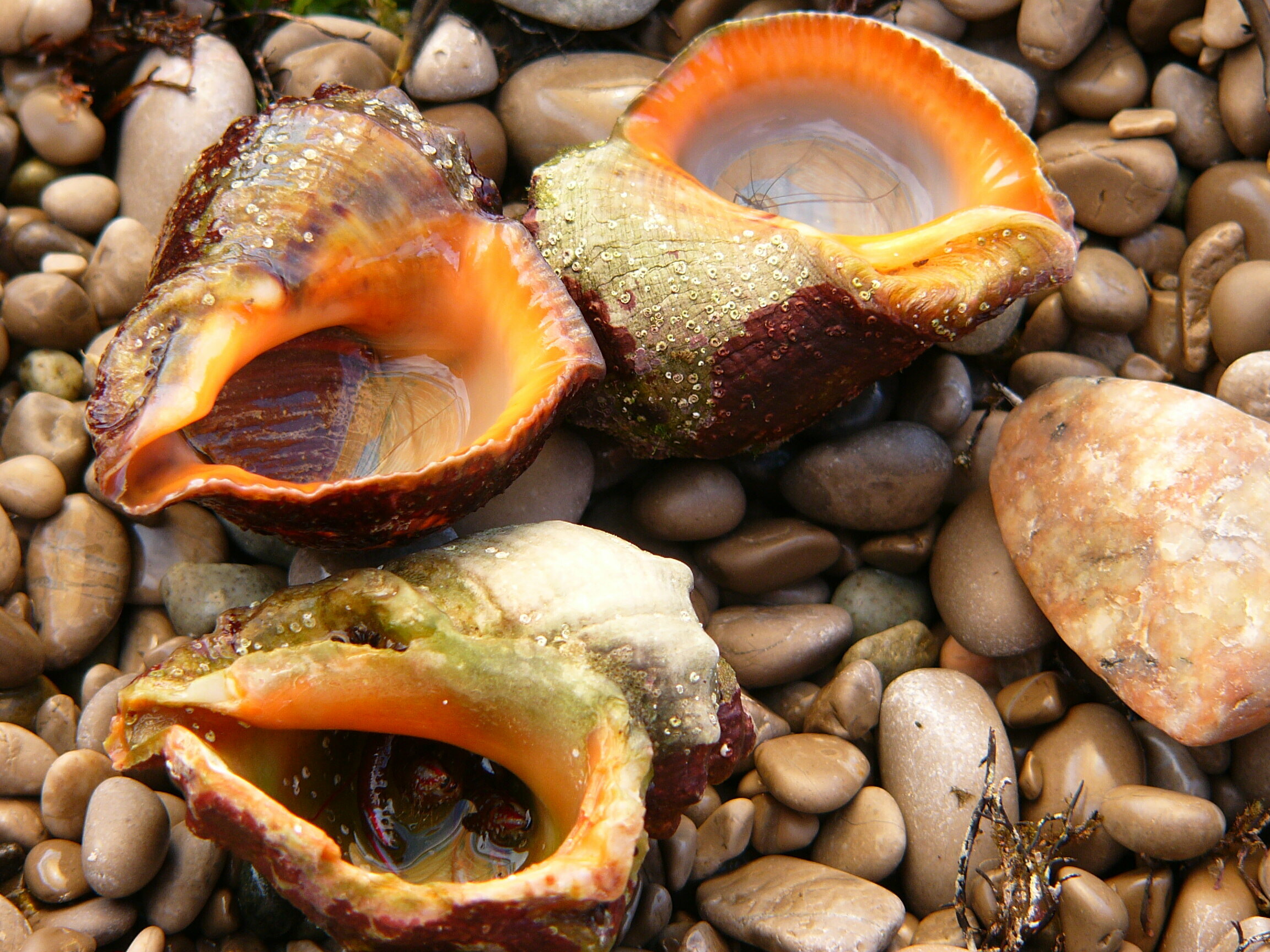 Семейный номер с террасой