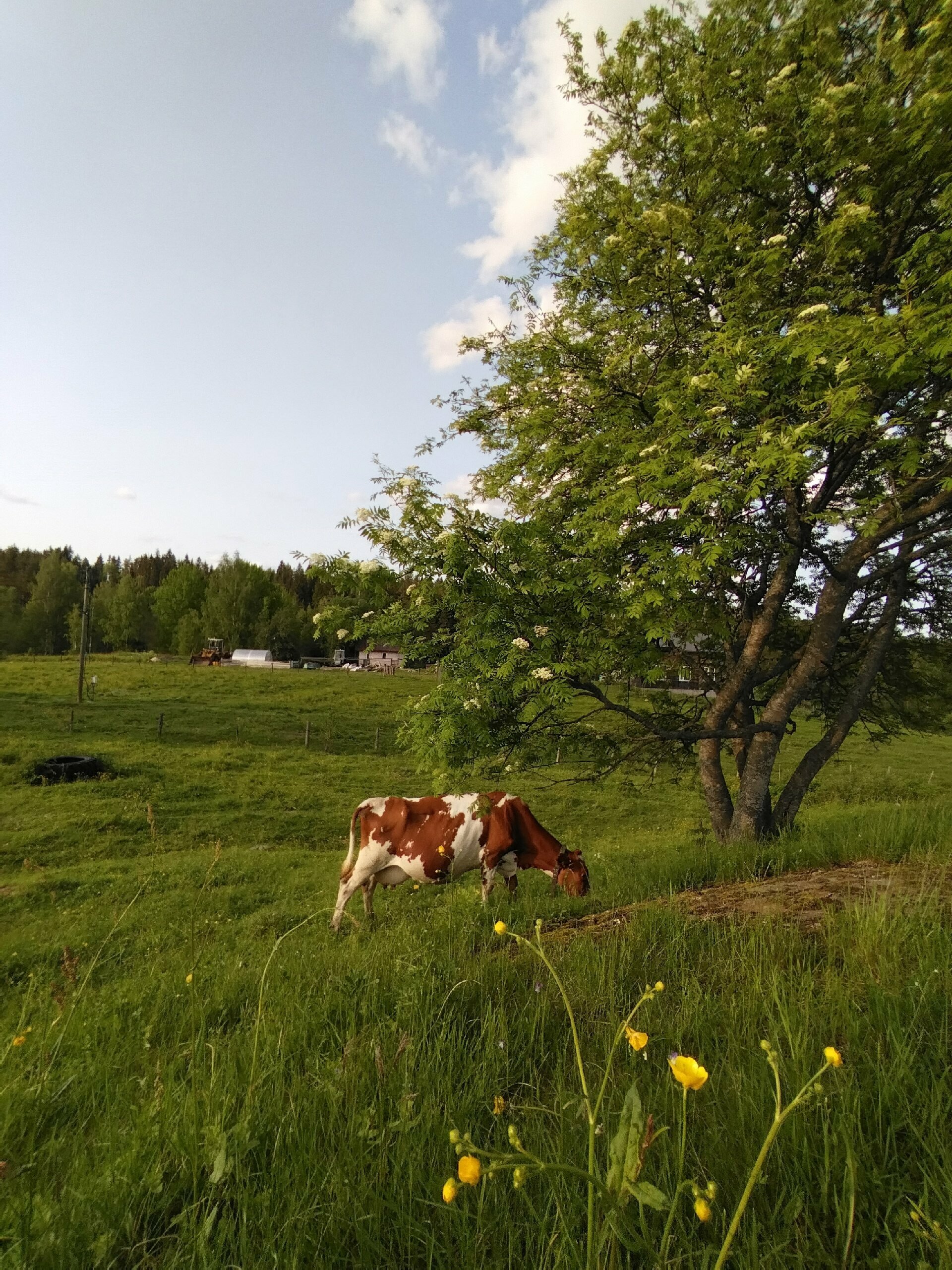 Дом с видом на лес