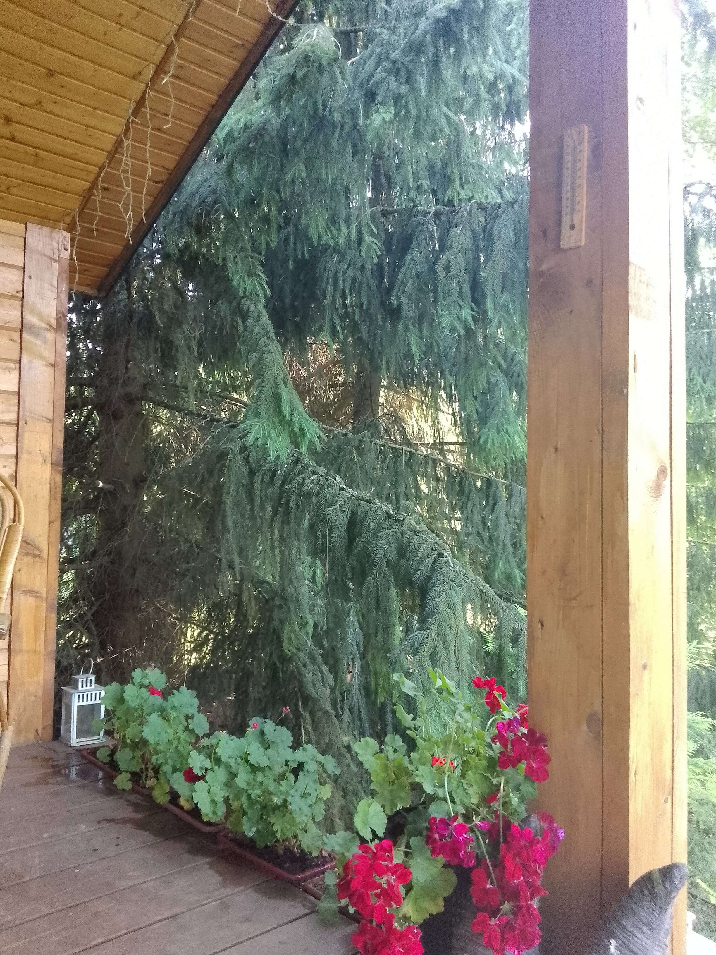 Дом с видом на лес