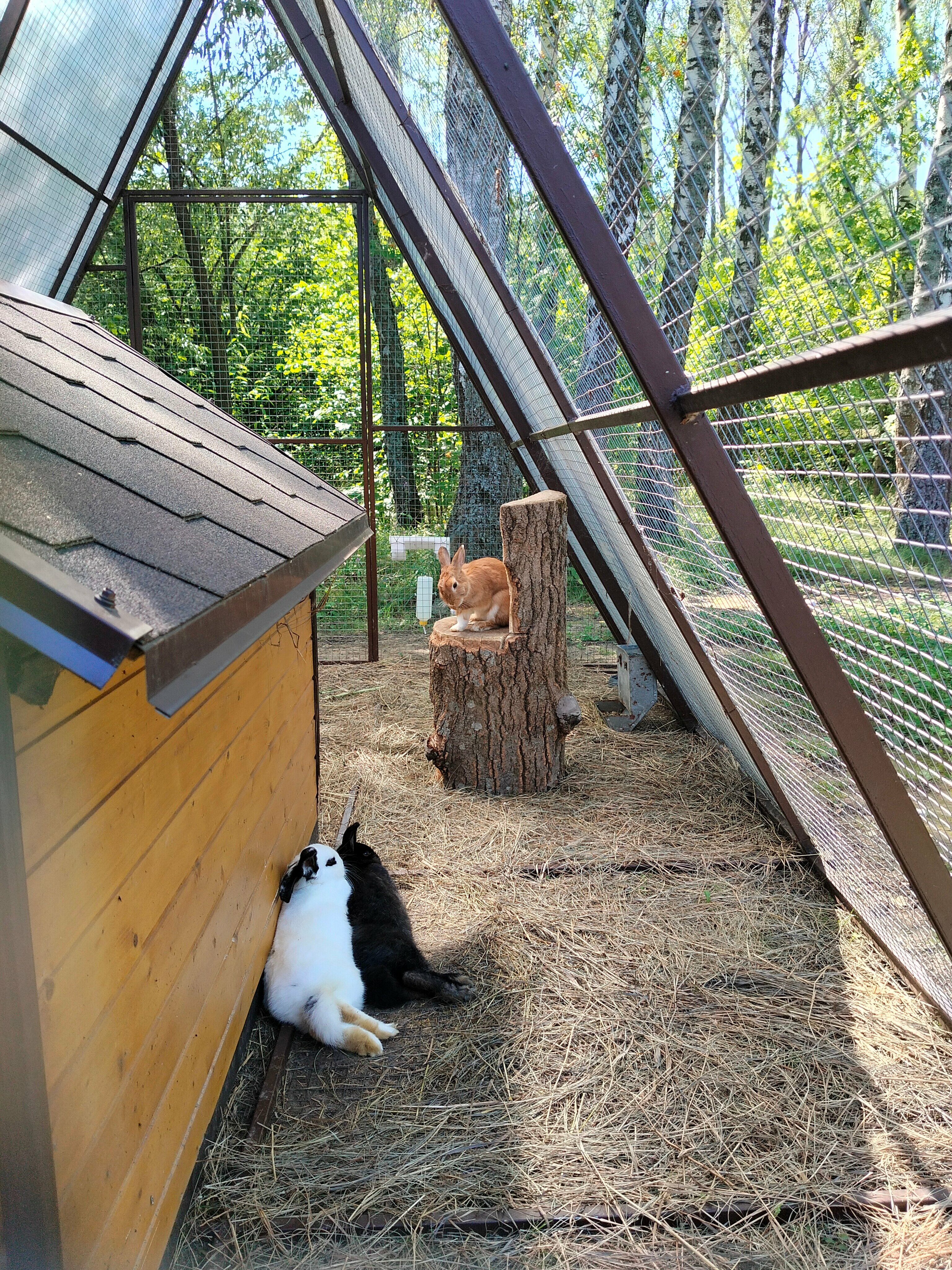 Трехместный номер «Комфорт» с душем