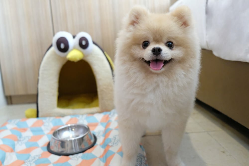 Pet-Friendly One Bedroom Suite