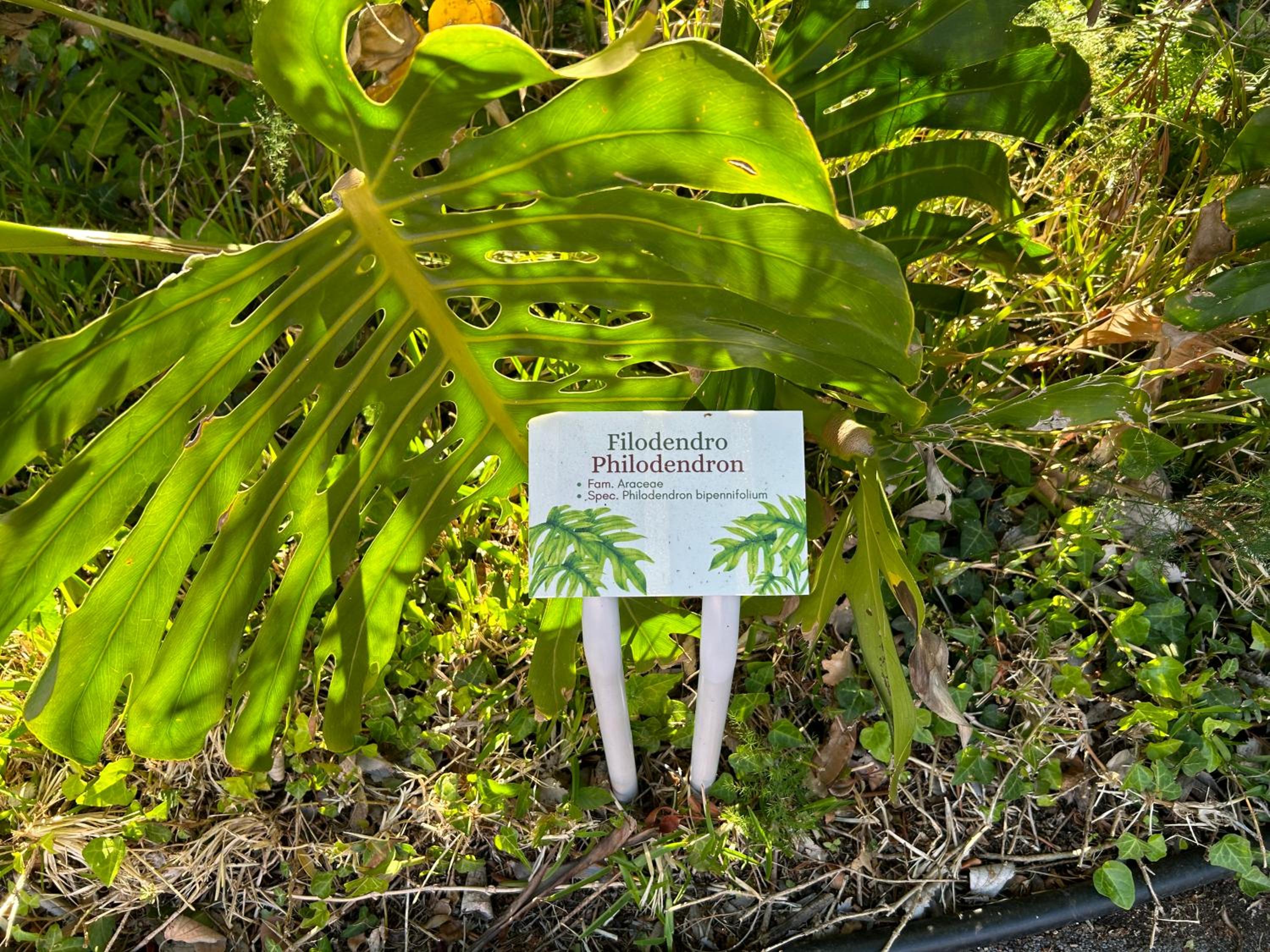 Superior King Room - Garden Side