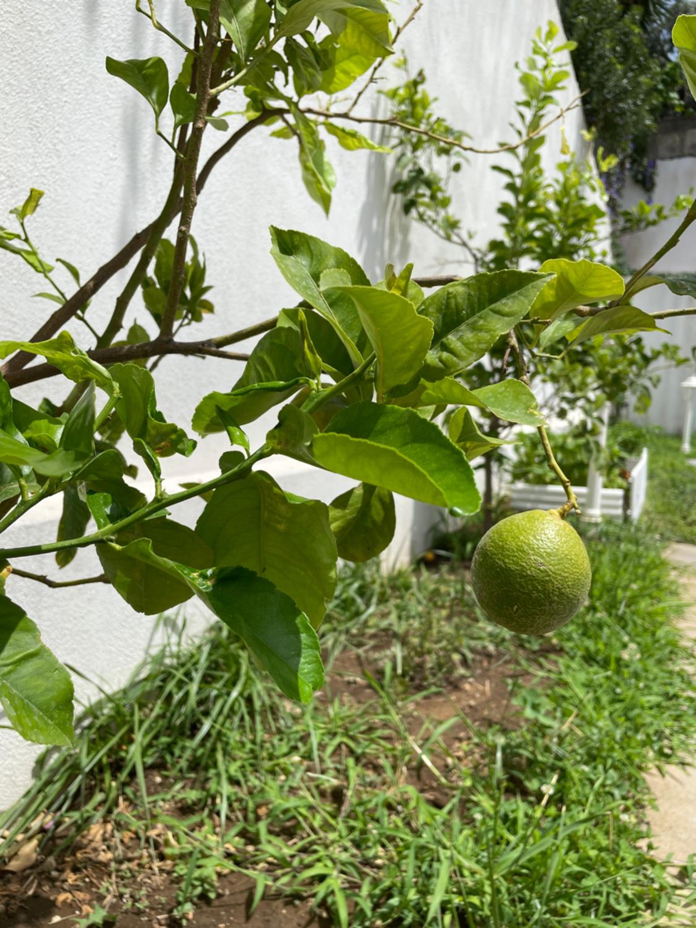 Double Room with Private Entrance and Garden View