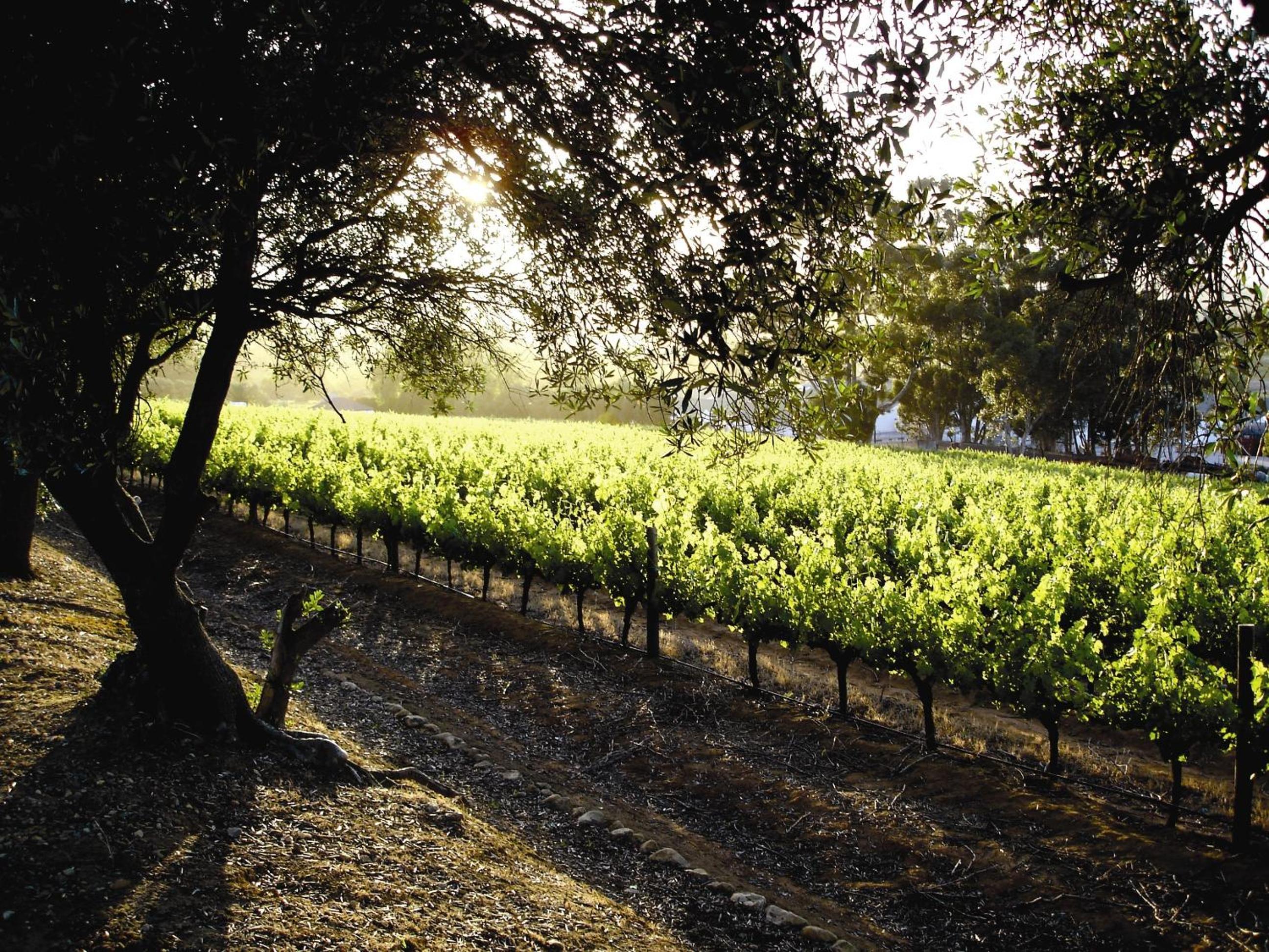 Vineyard Double Room