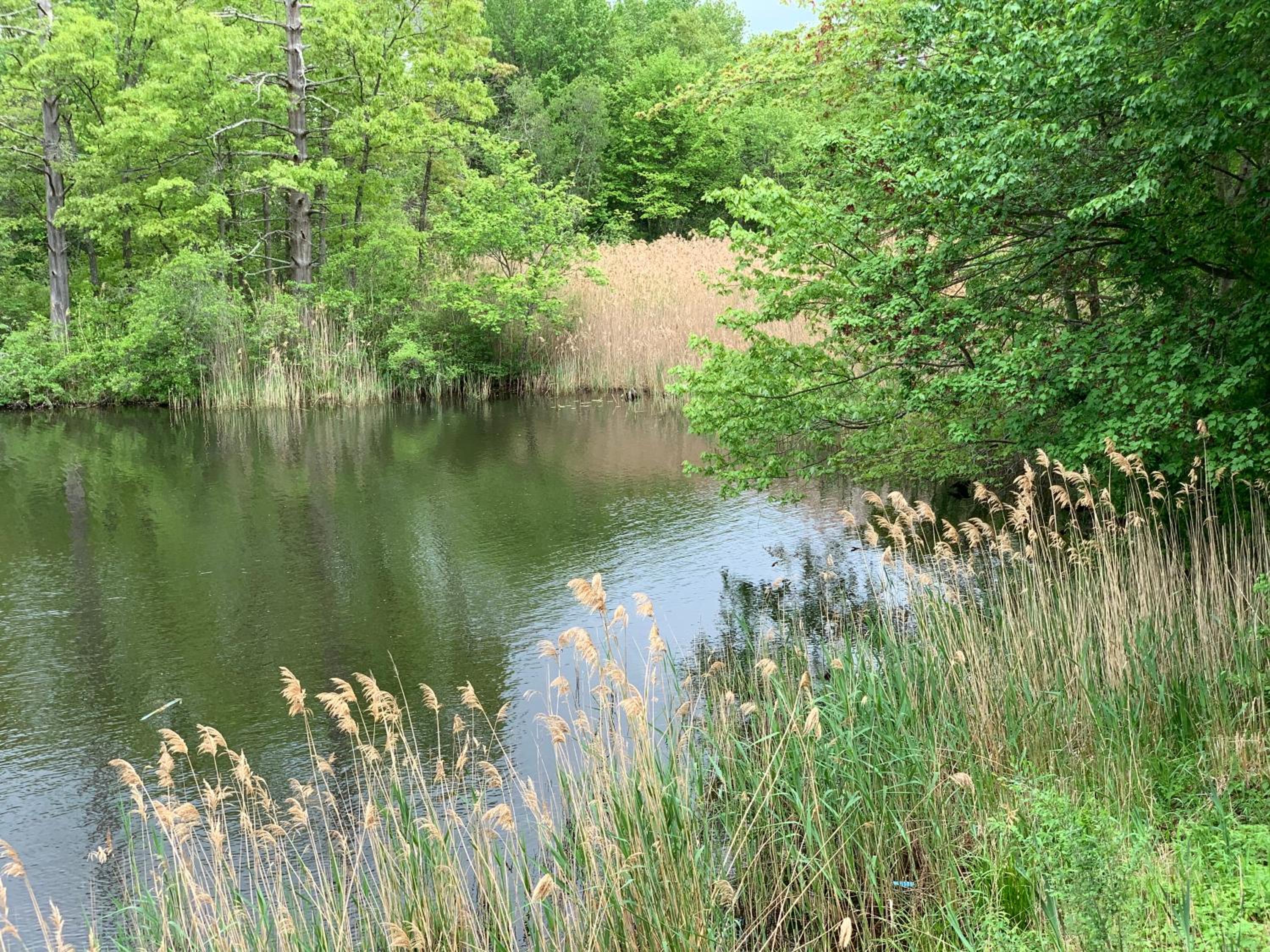 King Room with Pool or Lake View - Non-Smoking