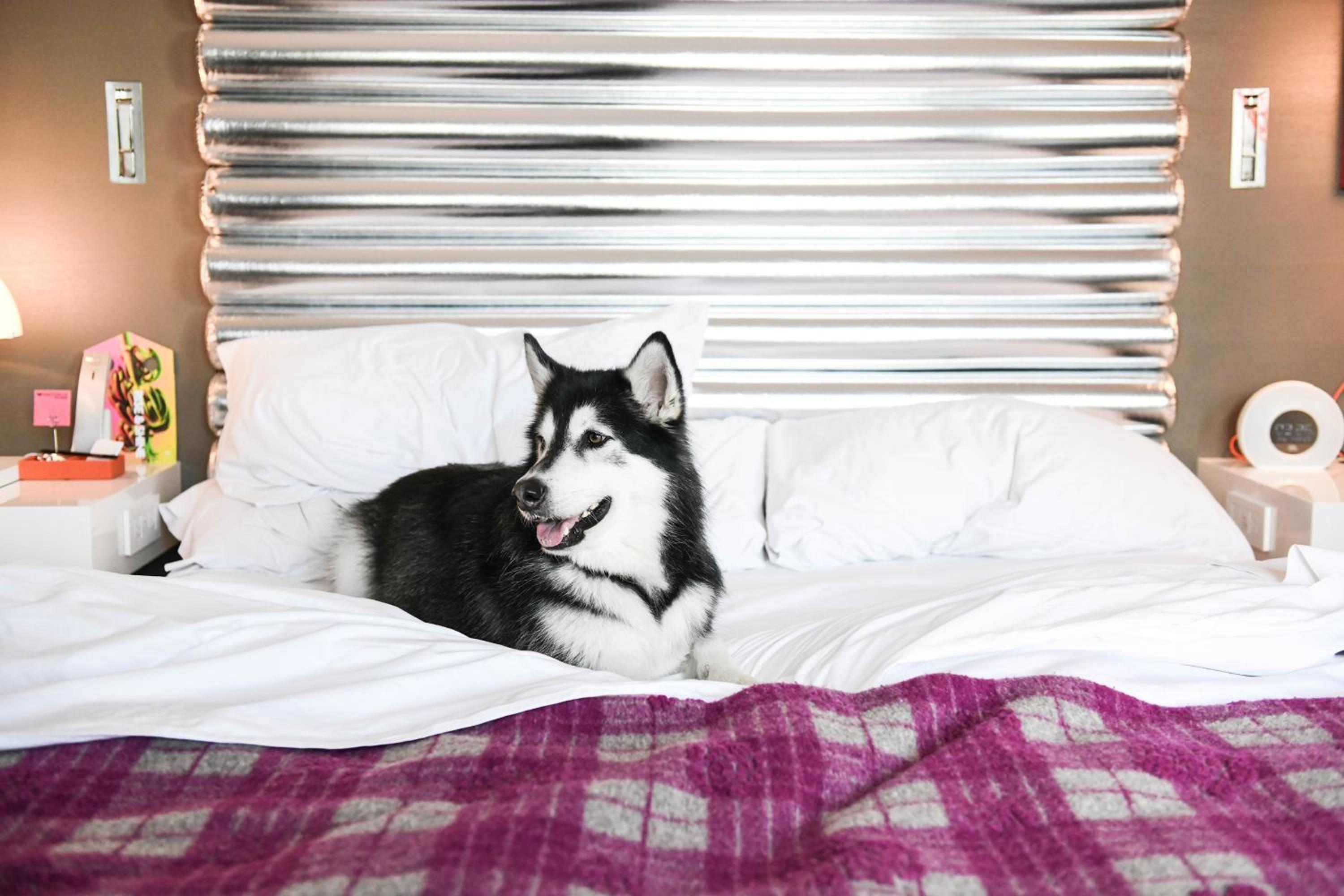 Cozy, Guest room, 1 King