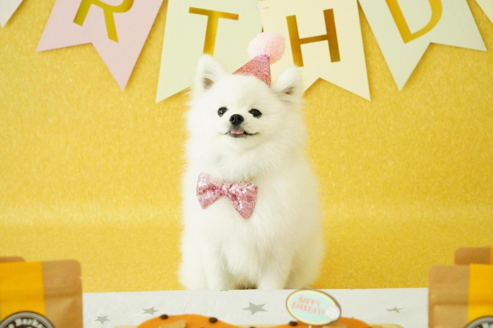 Standard Double Room with Two Double Beds and Mobility Accessible Roll-In Shower